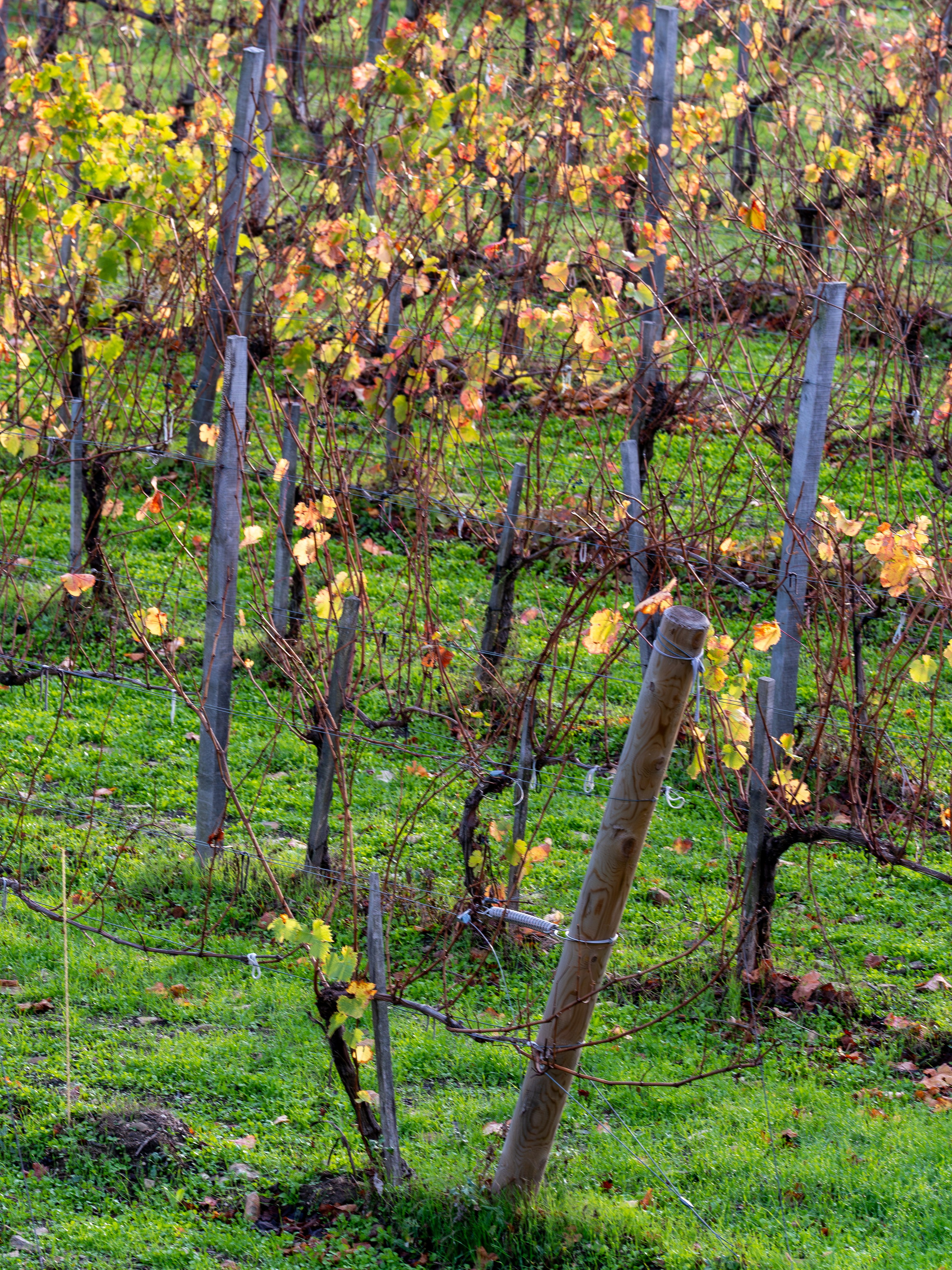 Литературная мастерская с Ольгой Шутовой в «Винотеррии». Репортажный фотограф в Красной Поляне и Сочи Павлюченко Екатерина