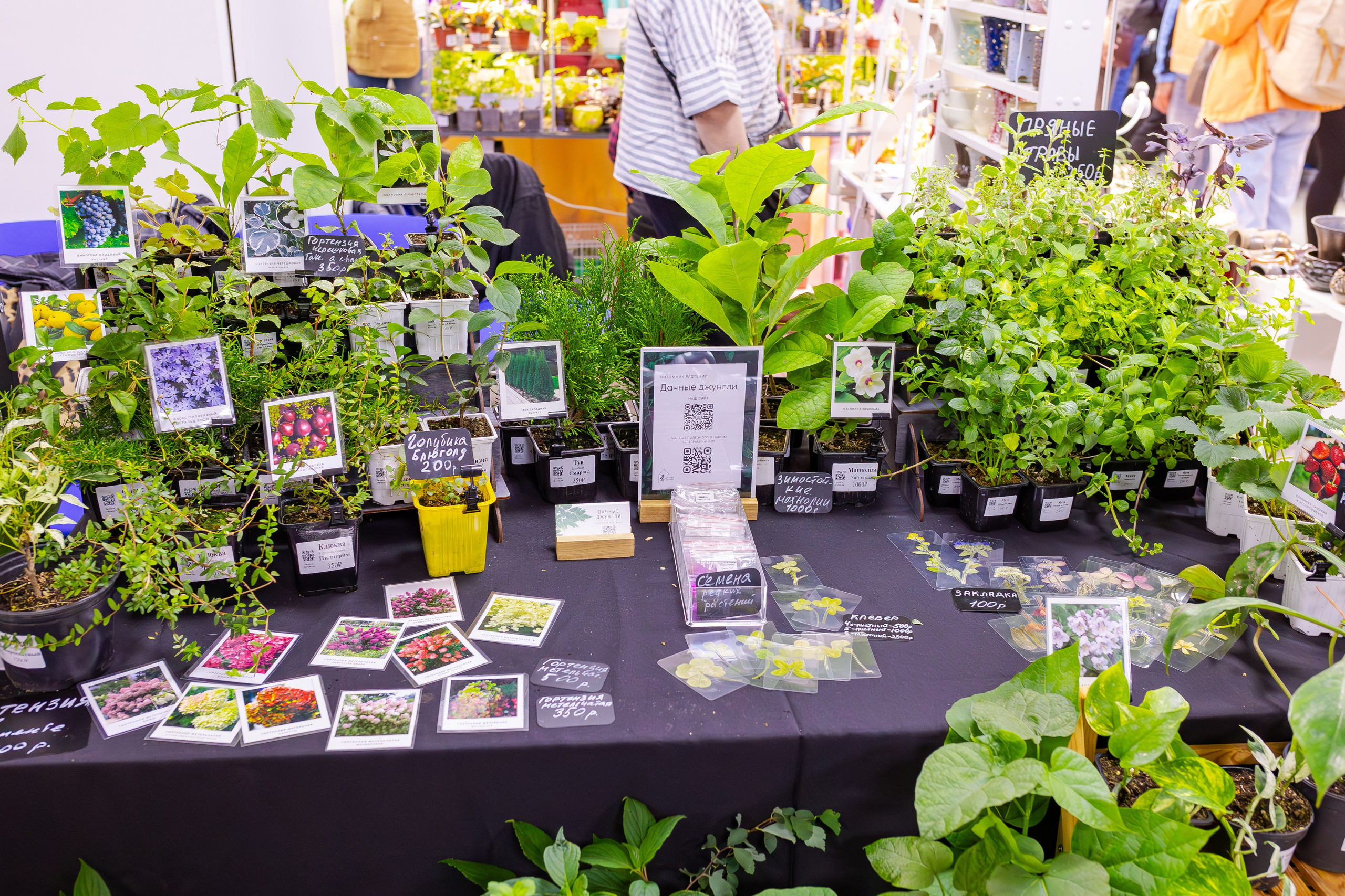 Орхидиум сентябрь 2025. Александра Куликова фотограф, Москва