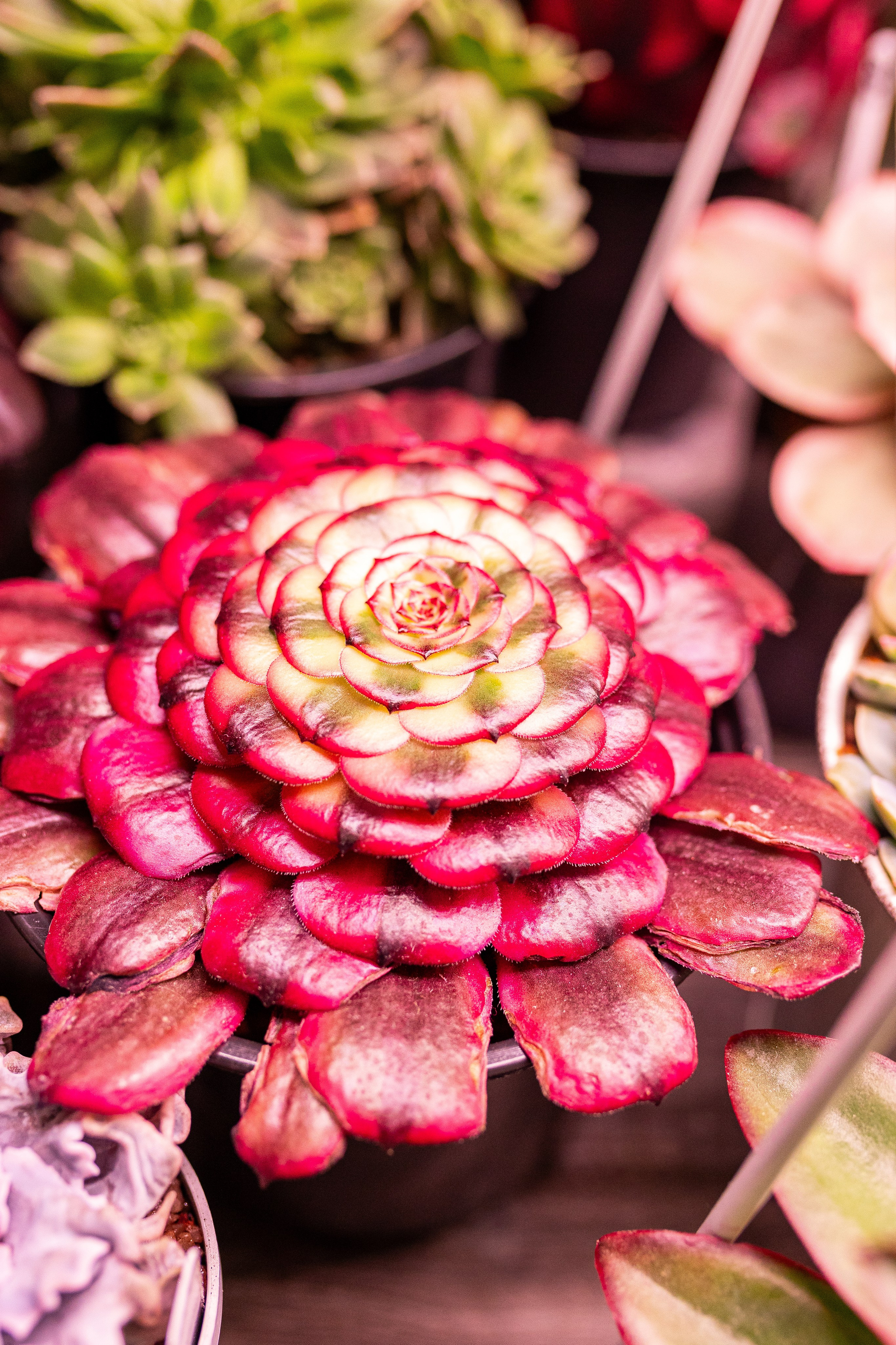 Green_Rare Ярмарка февраль 2025. Александра Куликова фотограф, Москва