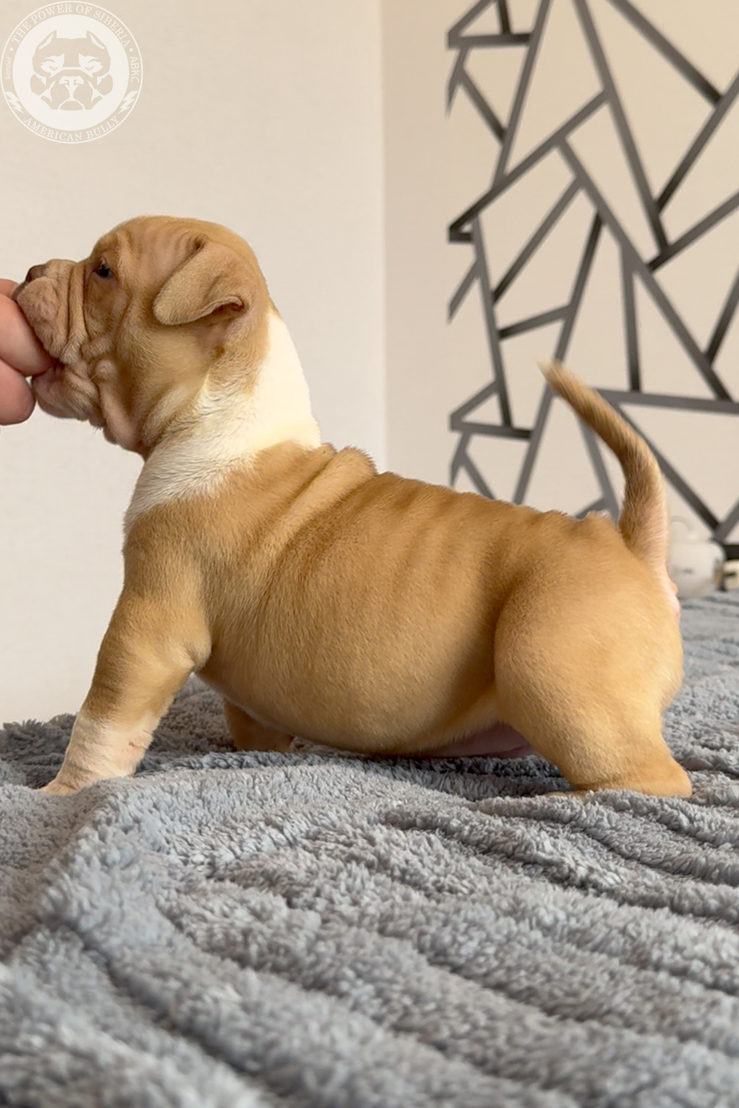 Свободные щенки Американский Булли, в типах покет, классик, стандарт. Американский Булли в г. Ростов-на-Дону. Питомник THE POWER OF SIBERIA