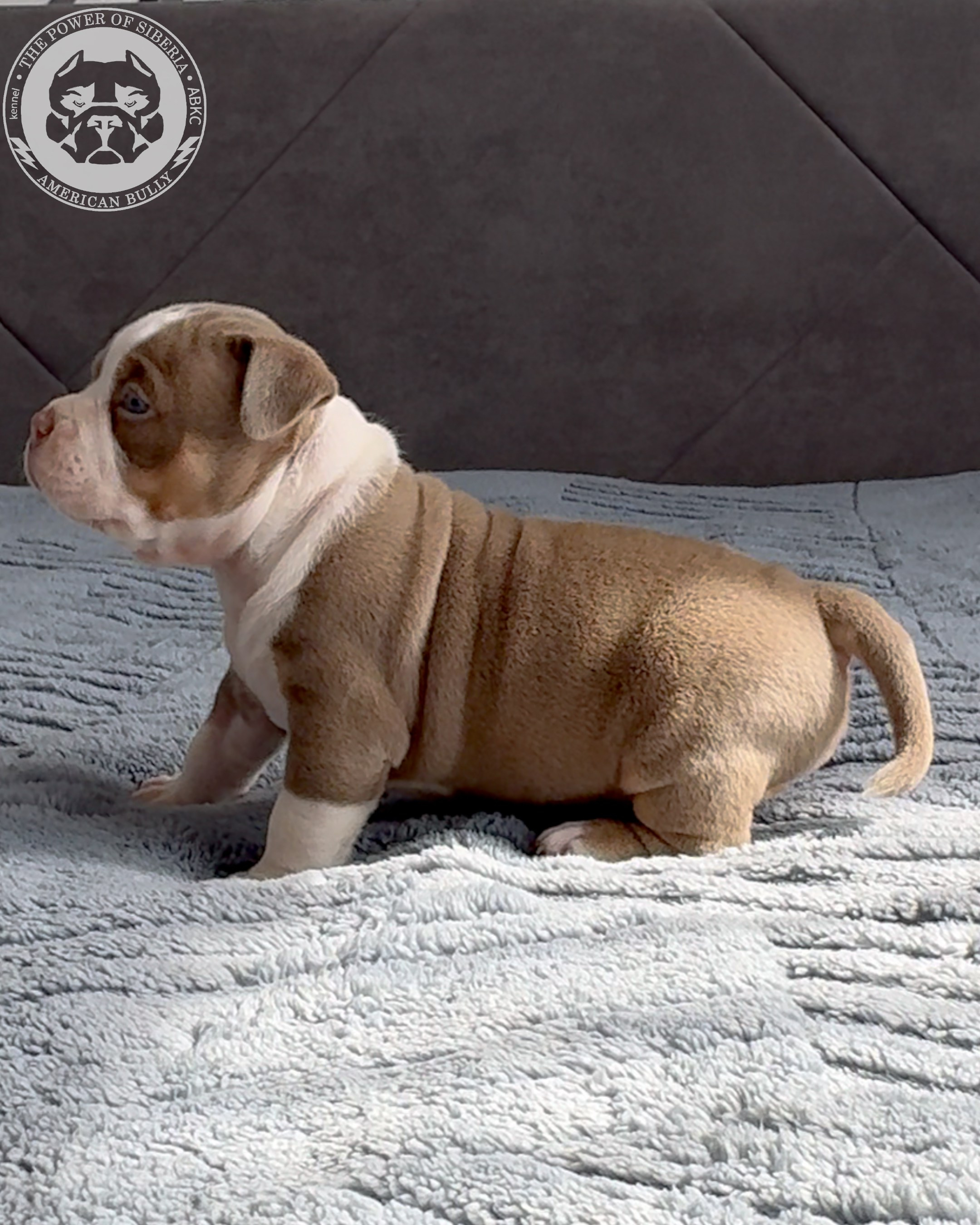 Свободные щенки Американский Булли стандарт и Свободные щенки Американский Булли классик. Американский Булли в г. Ростов-на-Дону. Питомник THE POWER OF SIBERIA