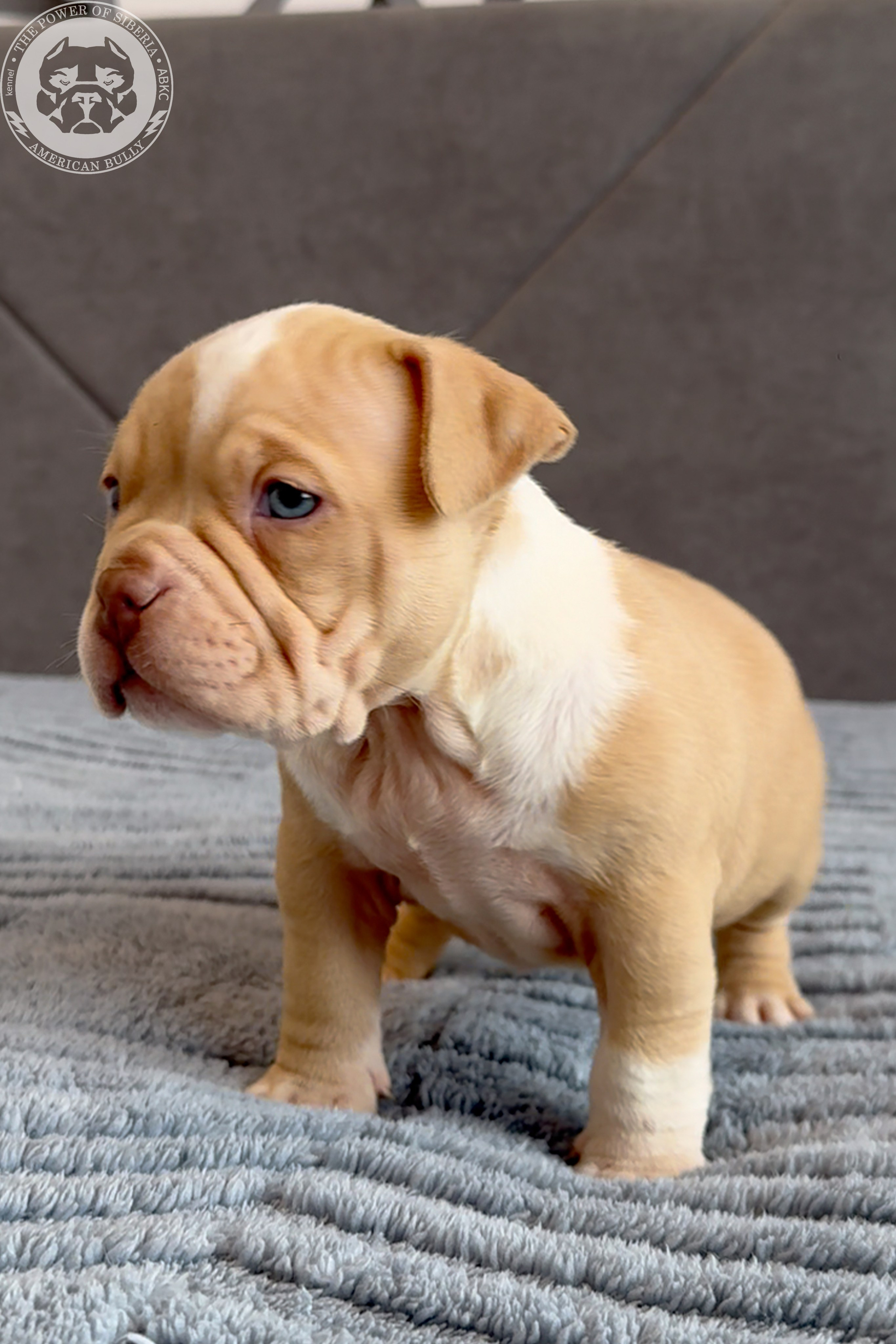 Свободные щенки Американский Булли, в типах покет, классик, стандарт. Американский Булли в г. Ростов-на-Дону. Питомник THE POWER OF SIBERIA