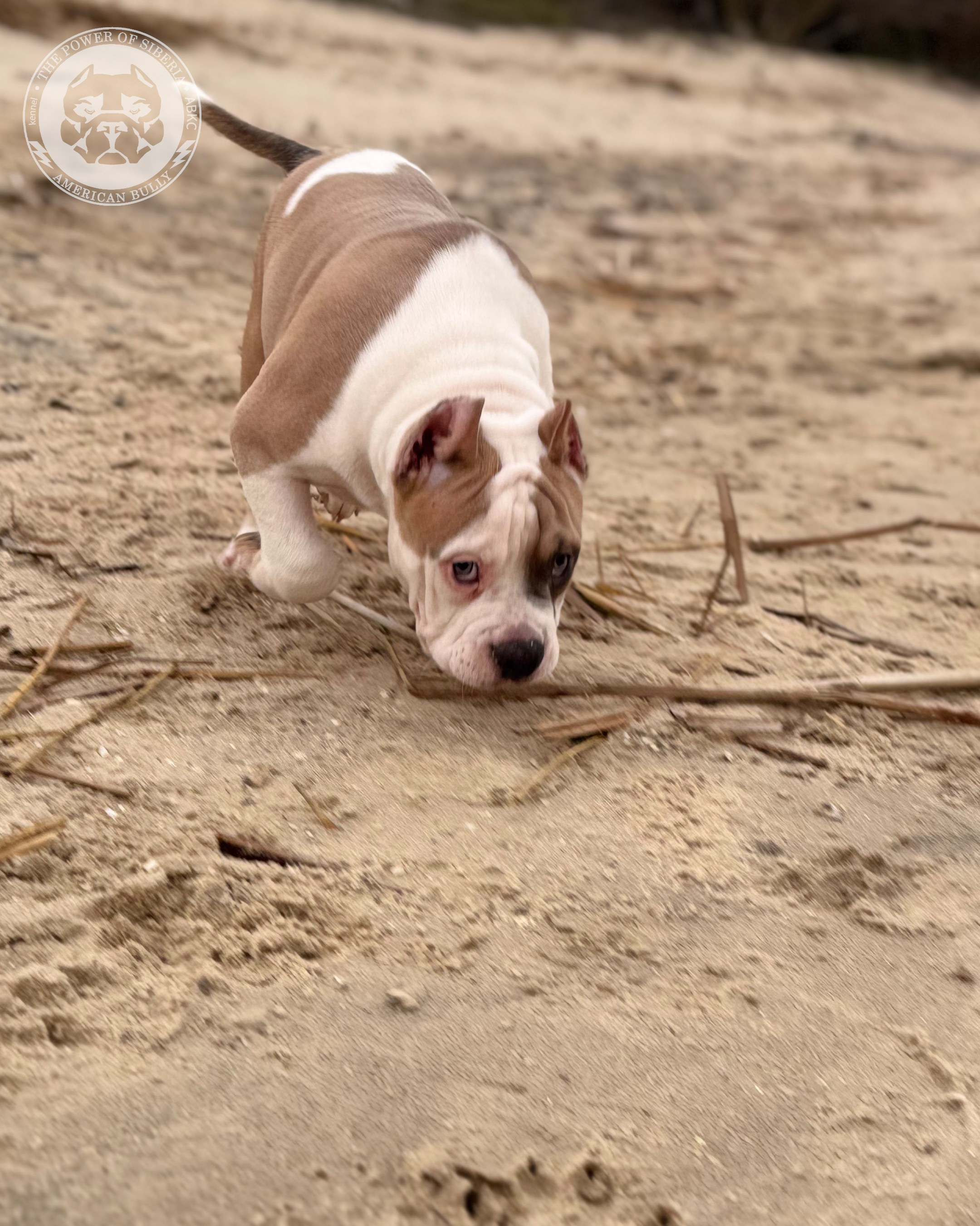 Свободные щенки Американский Булли стандарт и Свободные щенки Американский Булли классик. Американский Булли в г. Ростов-на-Дону. Питомник THE POWER OF SIBERIA