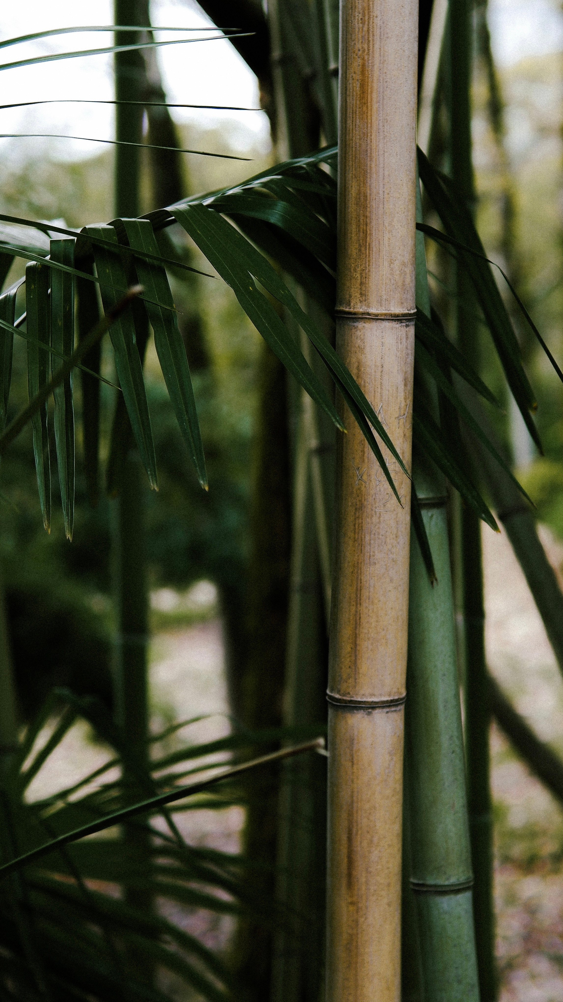 Street leaks 15/03/2023. Портретный фотограф в Москве и Московской области Никифорова Яна