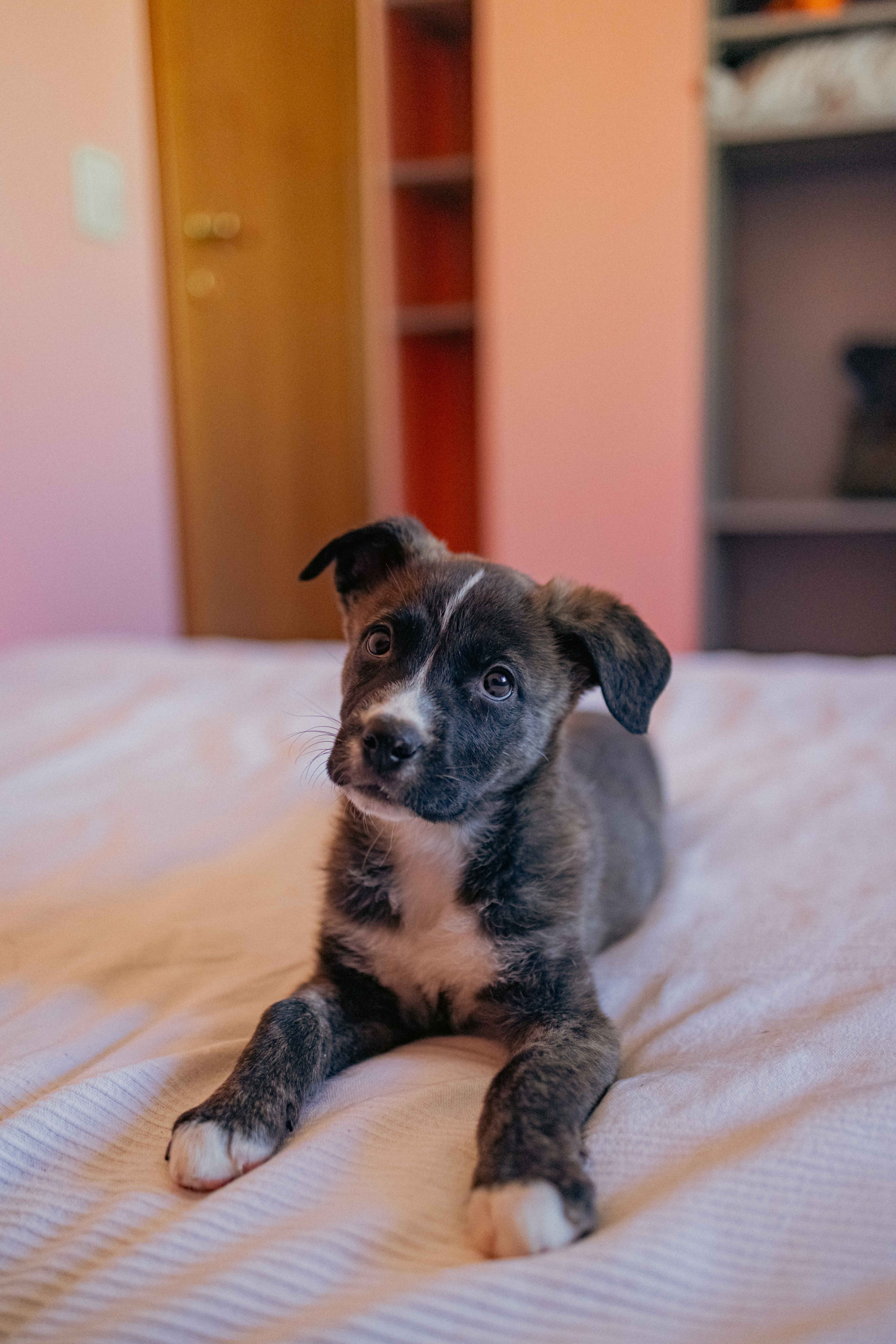 Гайка. Фотограф-анималист в Москве Лера Черноног