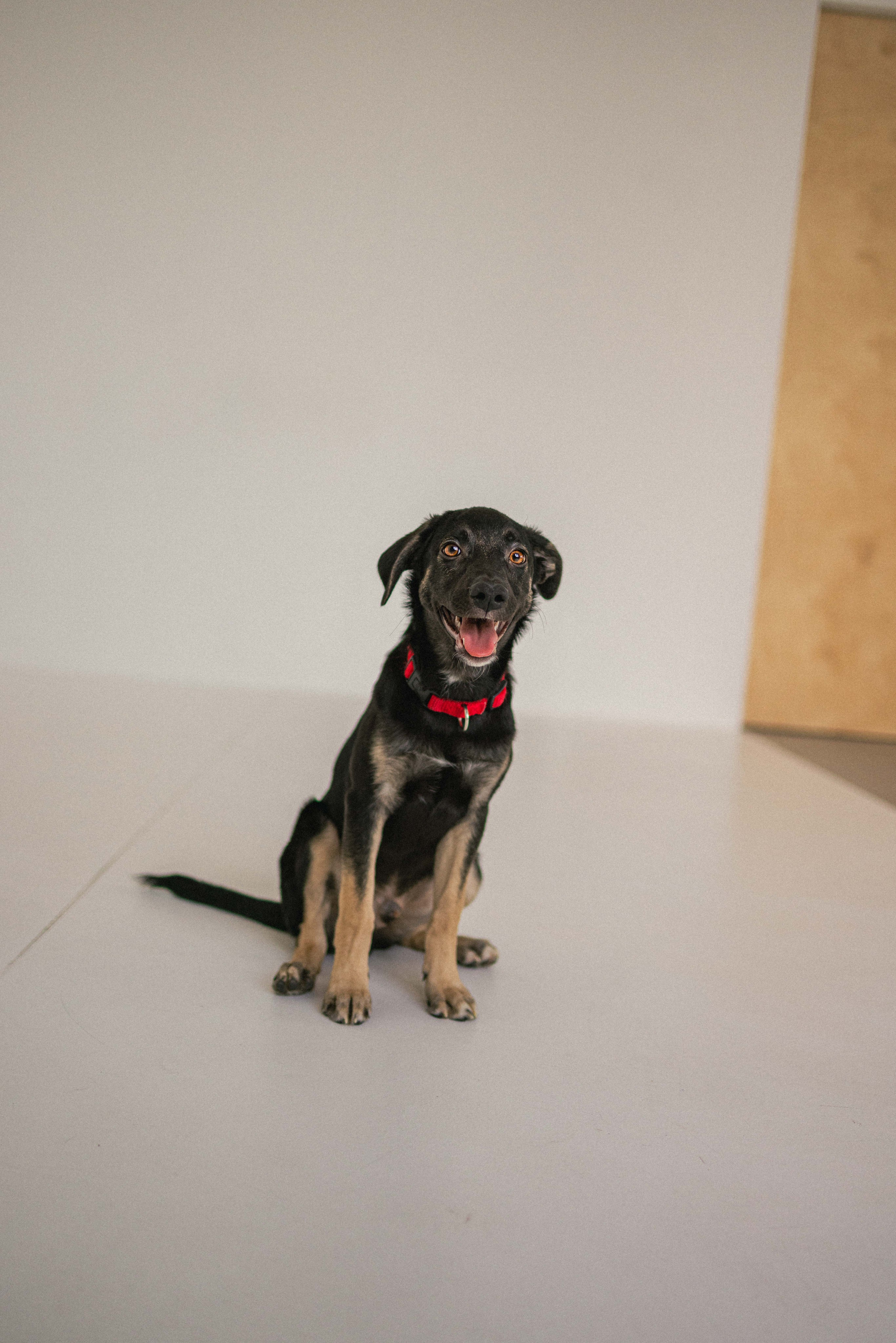 Крис и Тэдди. Фотограф-анималист в Москве Лера Черноног