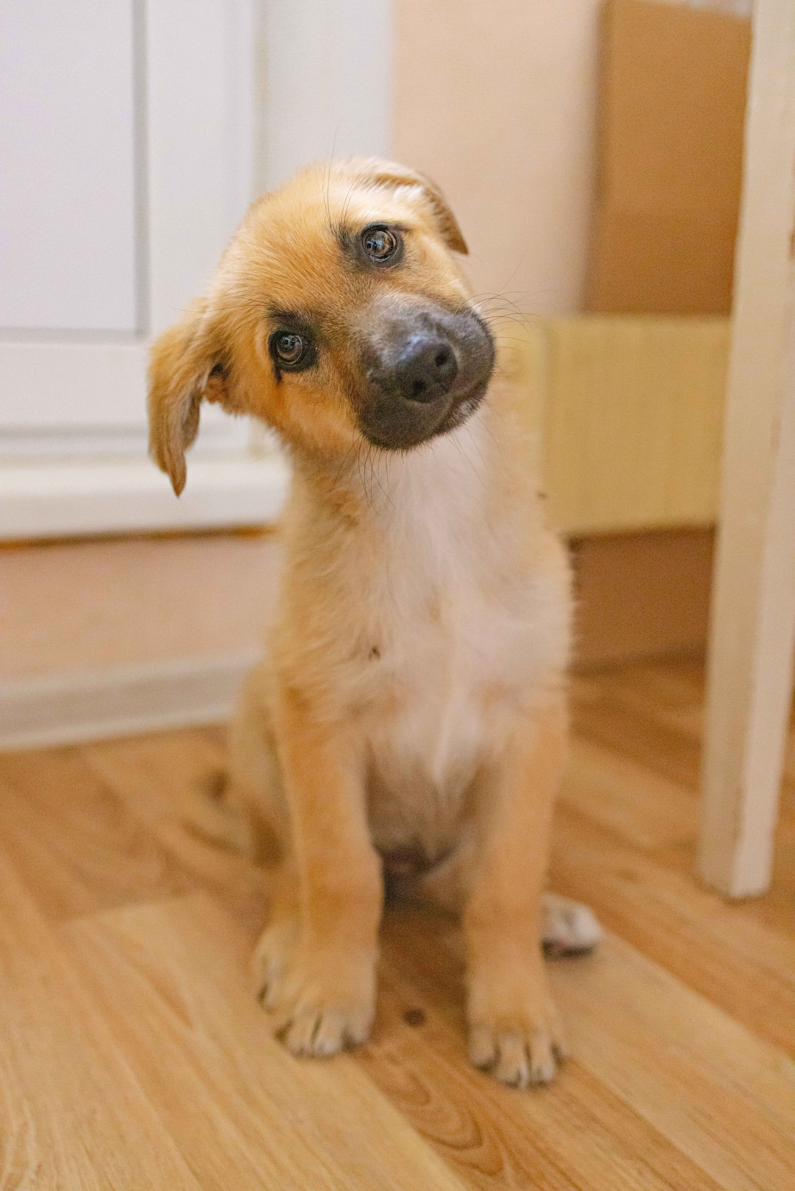 Щеночки на кухне. Фотограф-анималист в Москве Лера Черноног
