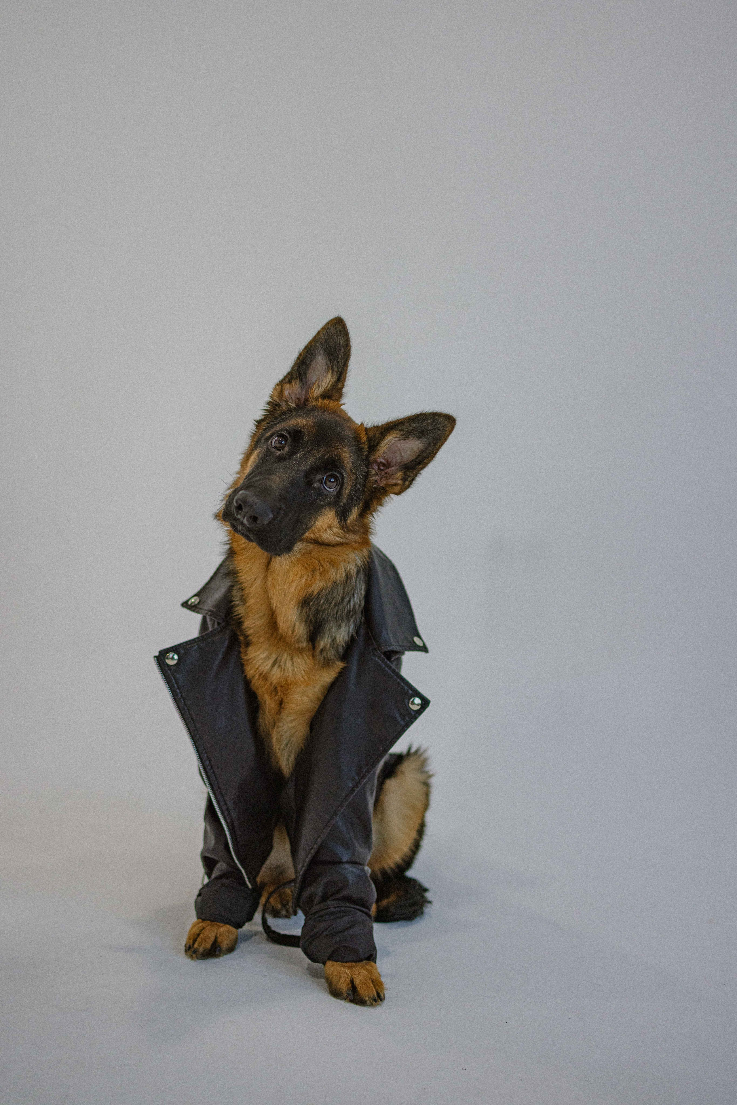 Ася и Буся. Фотограф-анималист в Москве Лера Черноног