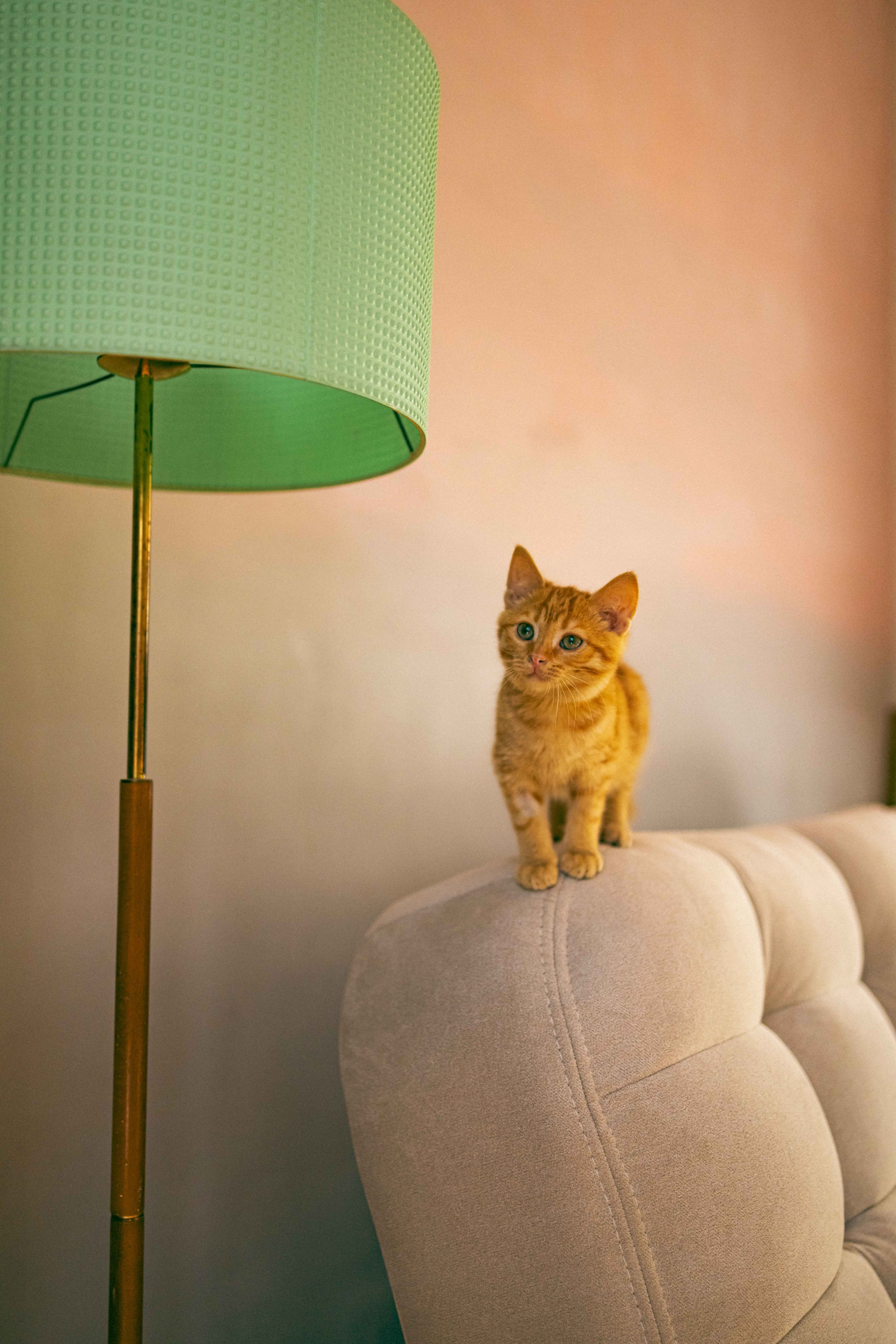 Кускус. Фотограф-анималист в Москве Лера Черноног