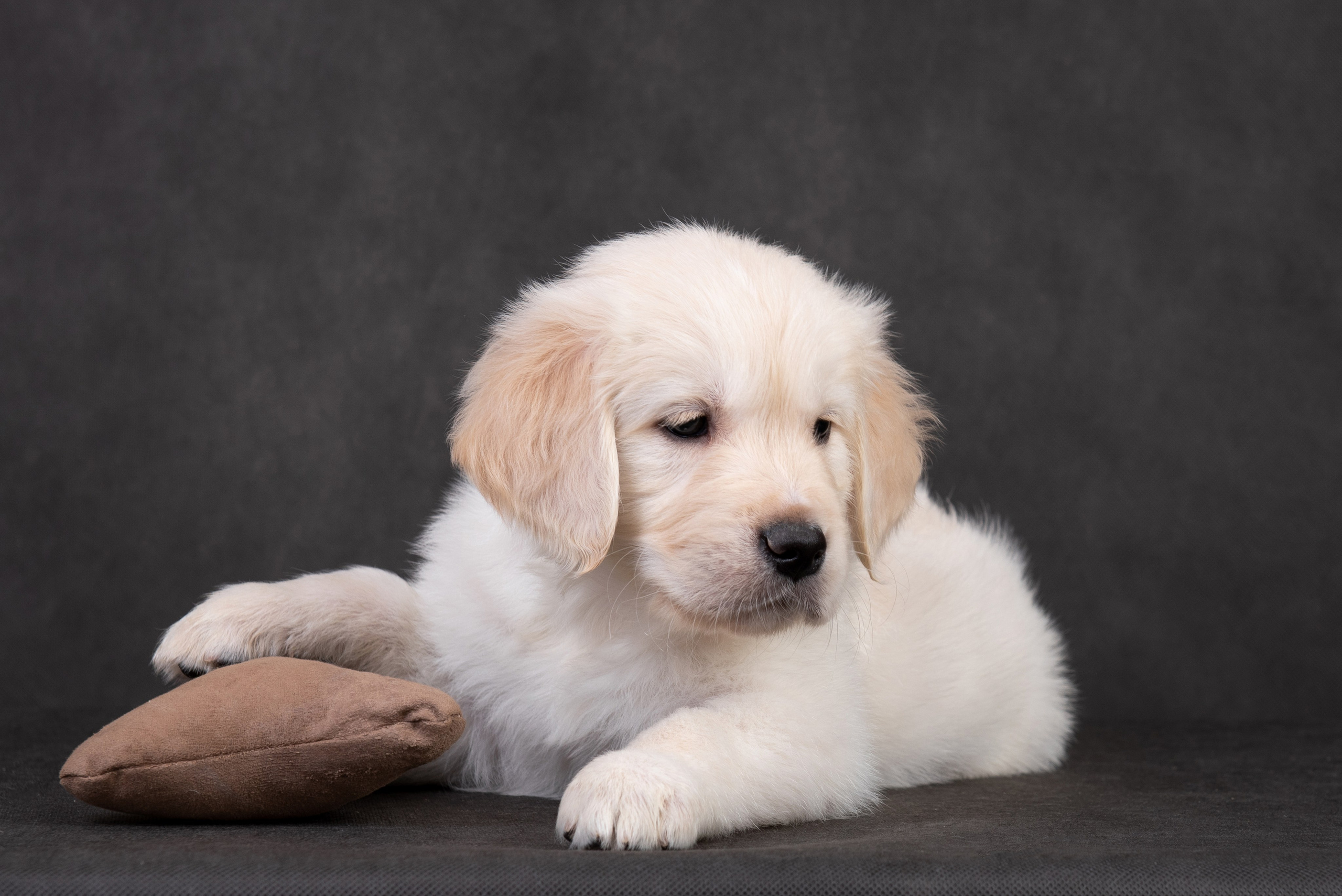 Щенки в домашней студии. Фотограф анималист в Казани Алина Сулейманова. Фотограф животных