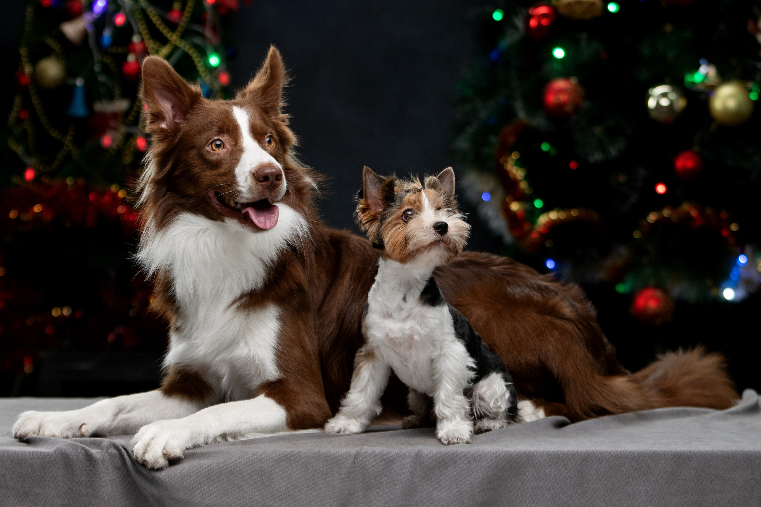 Собаки. Фотограф-анималист Юлия Зубкова