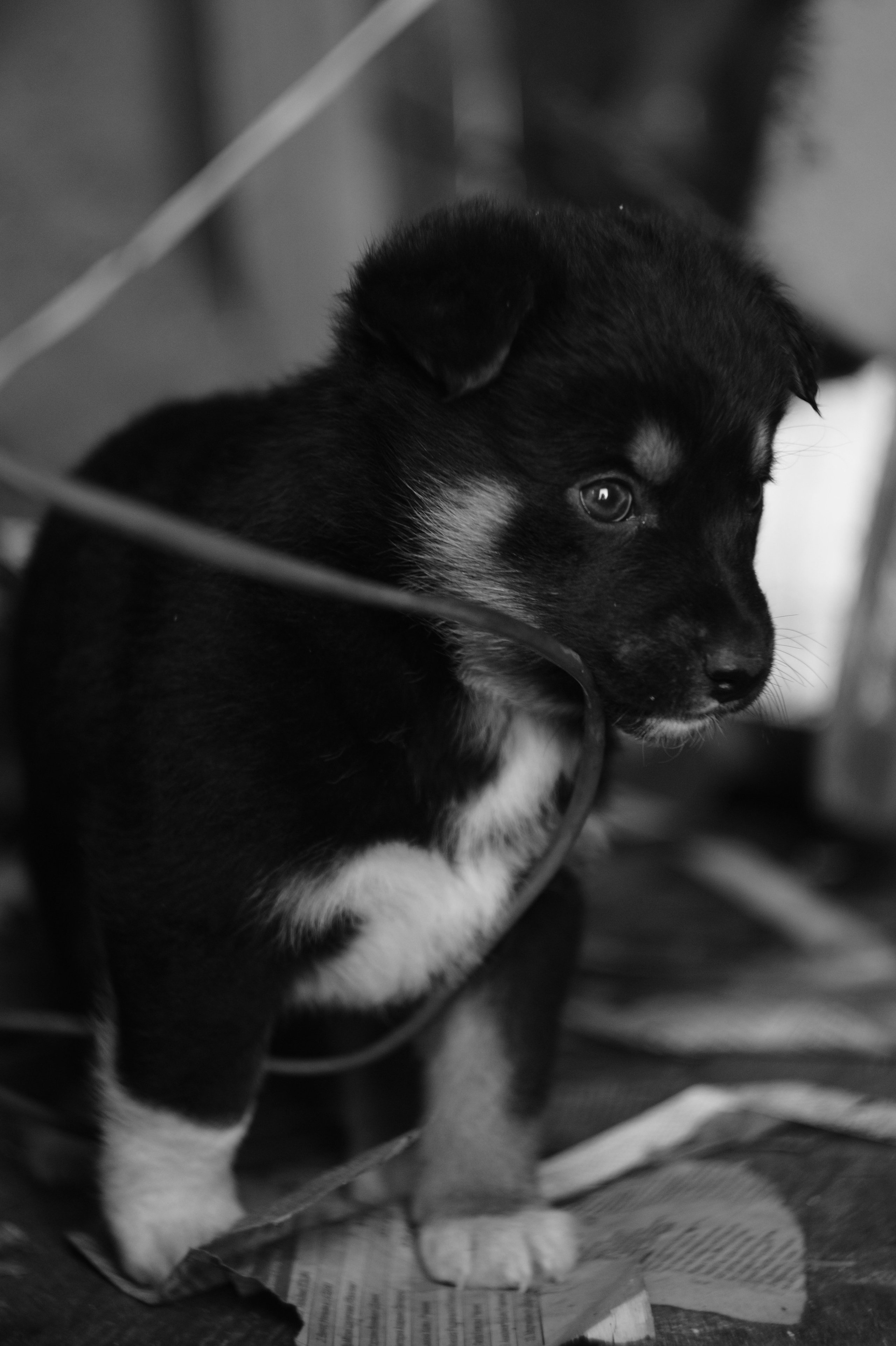 Dogs. Профессиональный фотограф