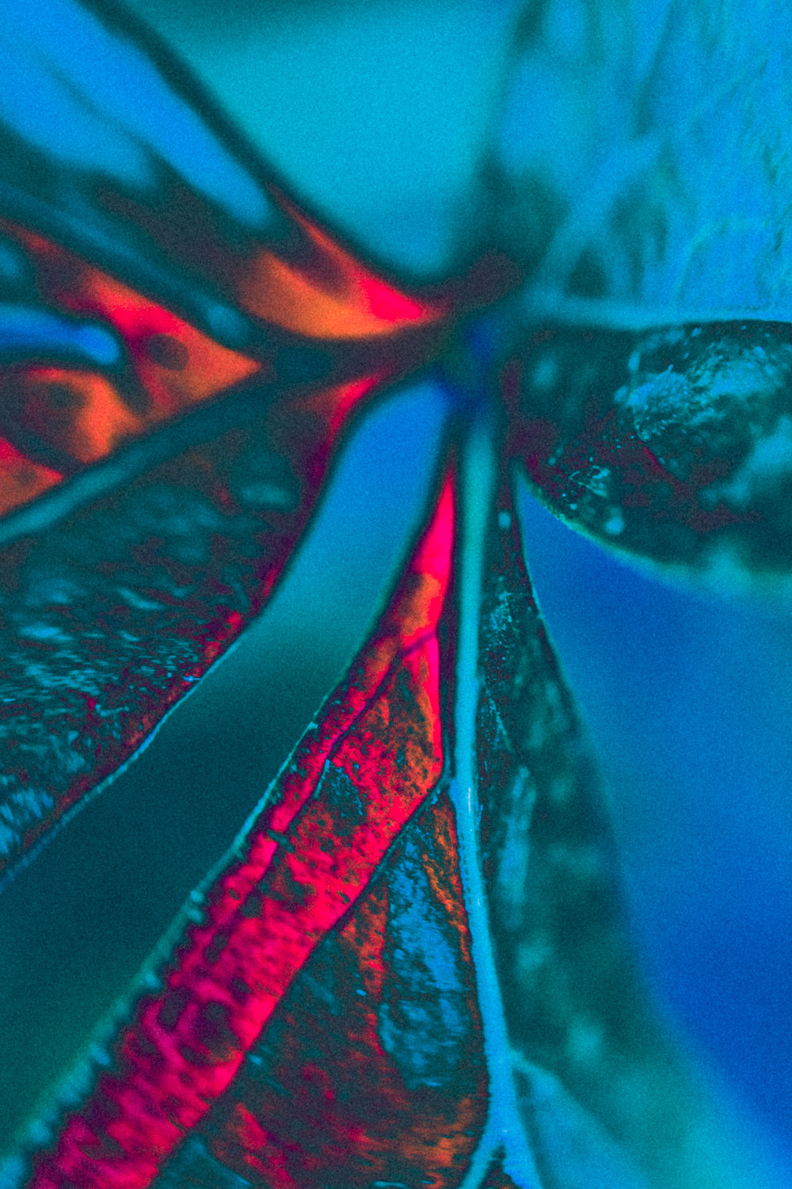 NON-EXISTENT FLOWERS. Фотограф Евгений Чащихин RGB АРХИТЕКТОР в Перми