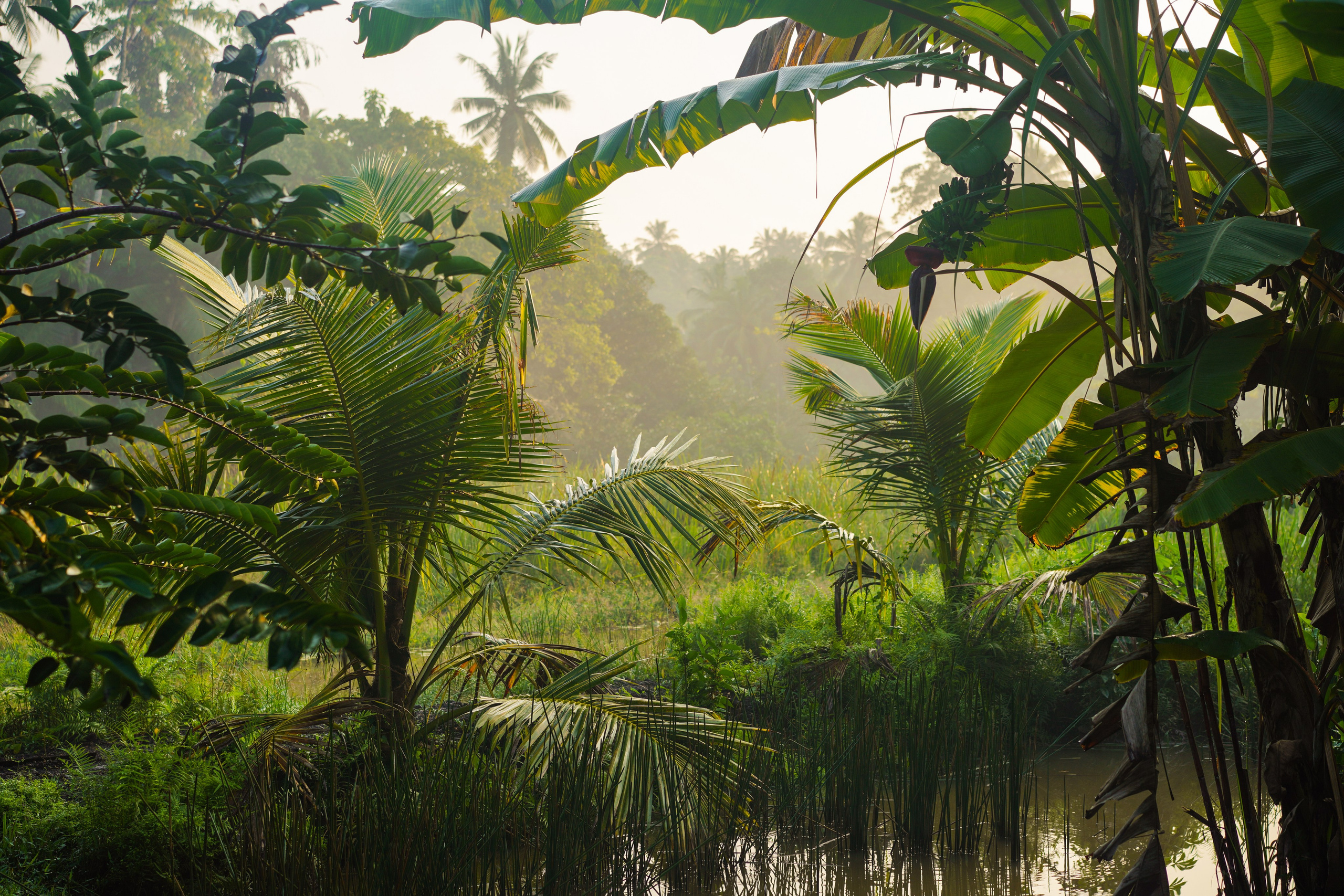 Остров Шри-Ланка. Фотограф Сергей Кишкель Дананг Нячанг Фукуок