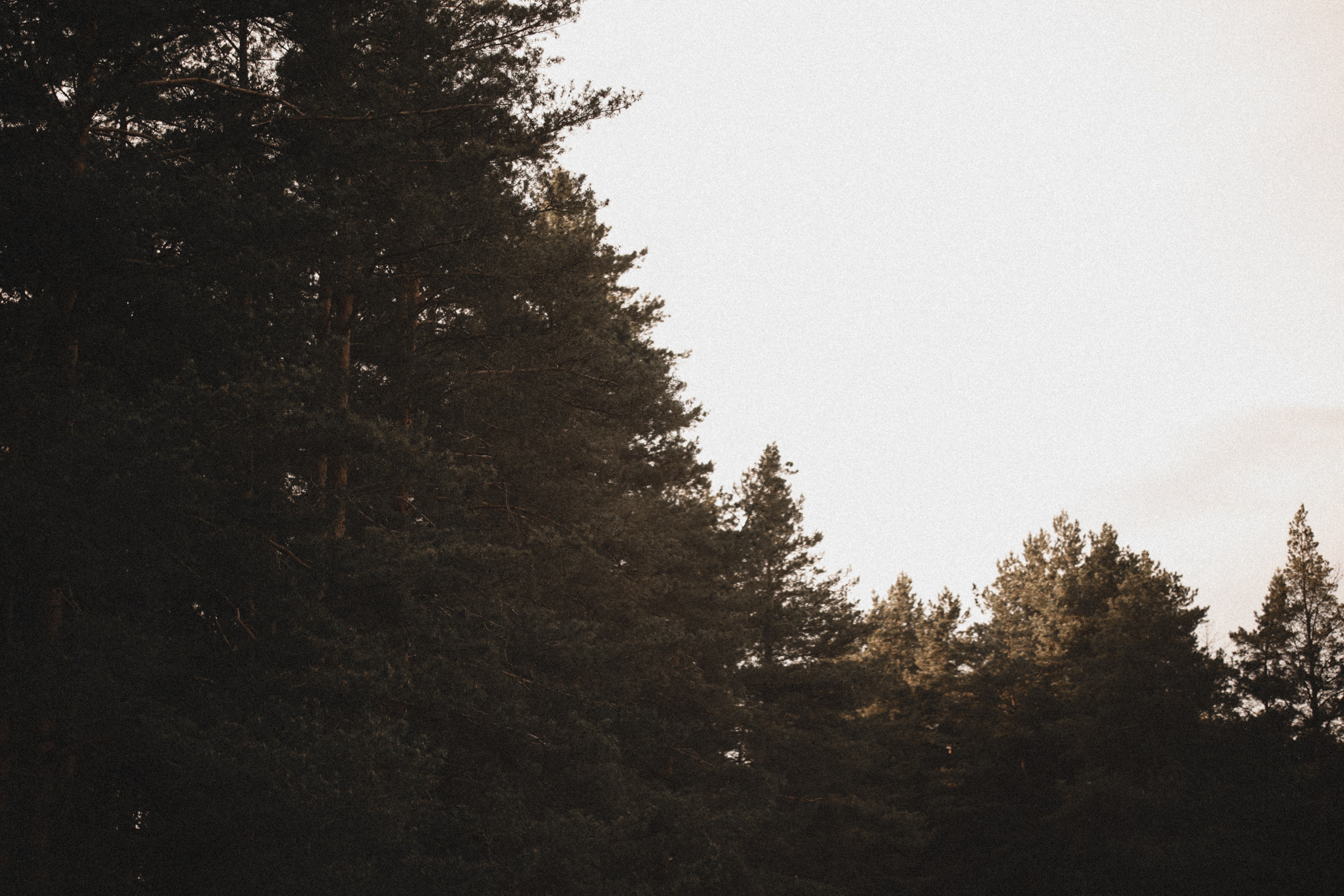 Tskhovreba. Свадебный фотограф в Ярославле Илья Жуков