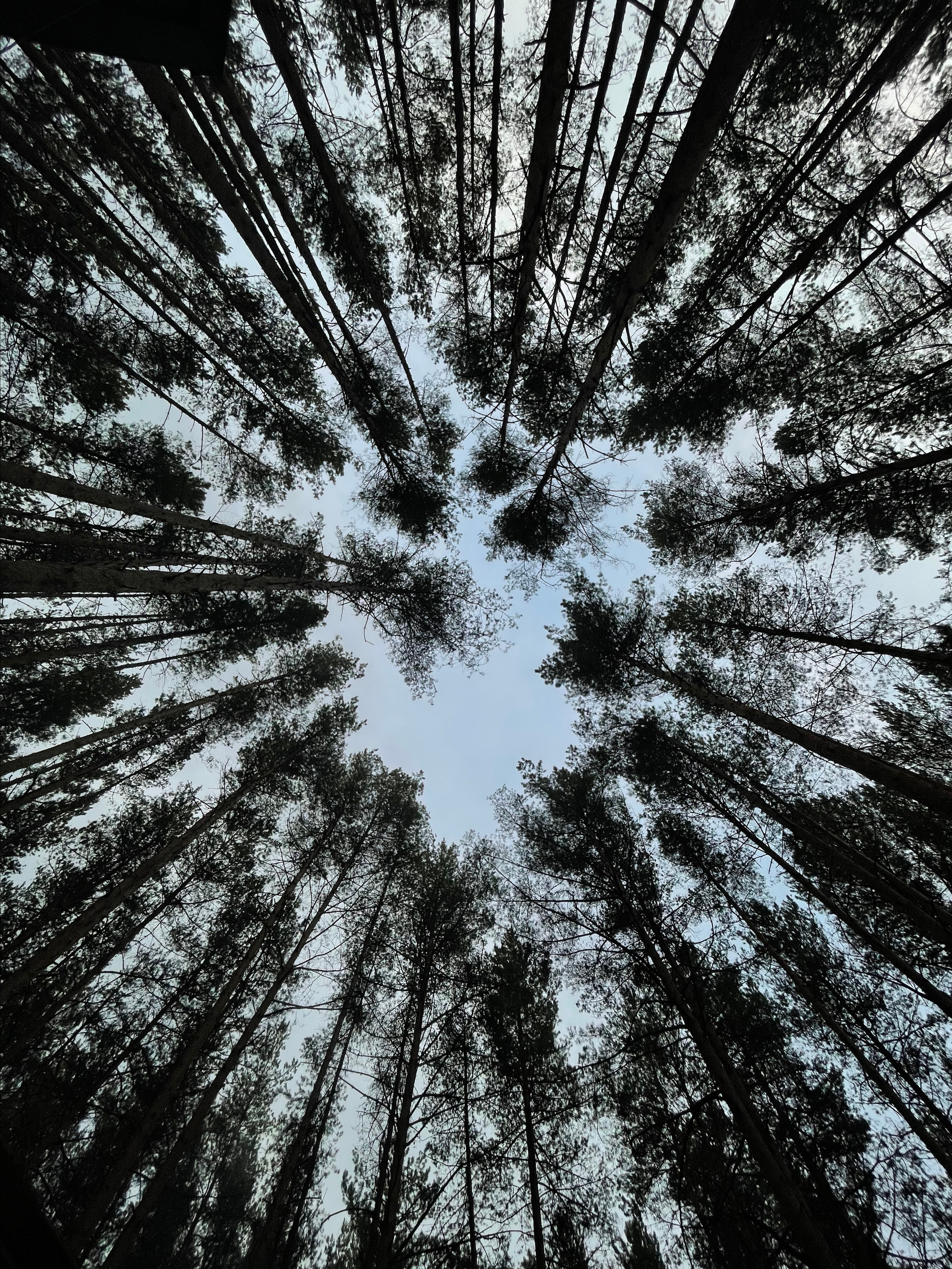 Воздух, сосны, три письма. Свадебный фотограф в Ярославле Илья Жуков