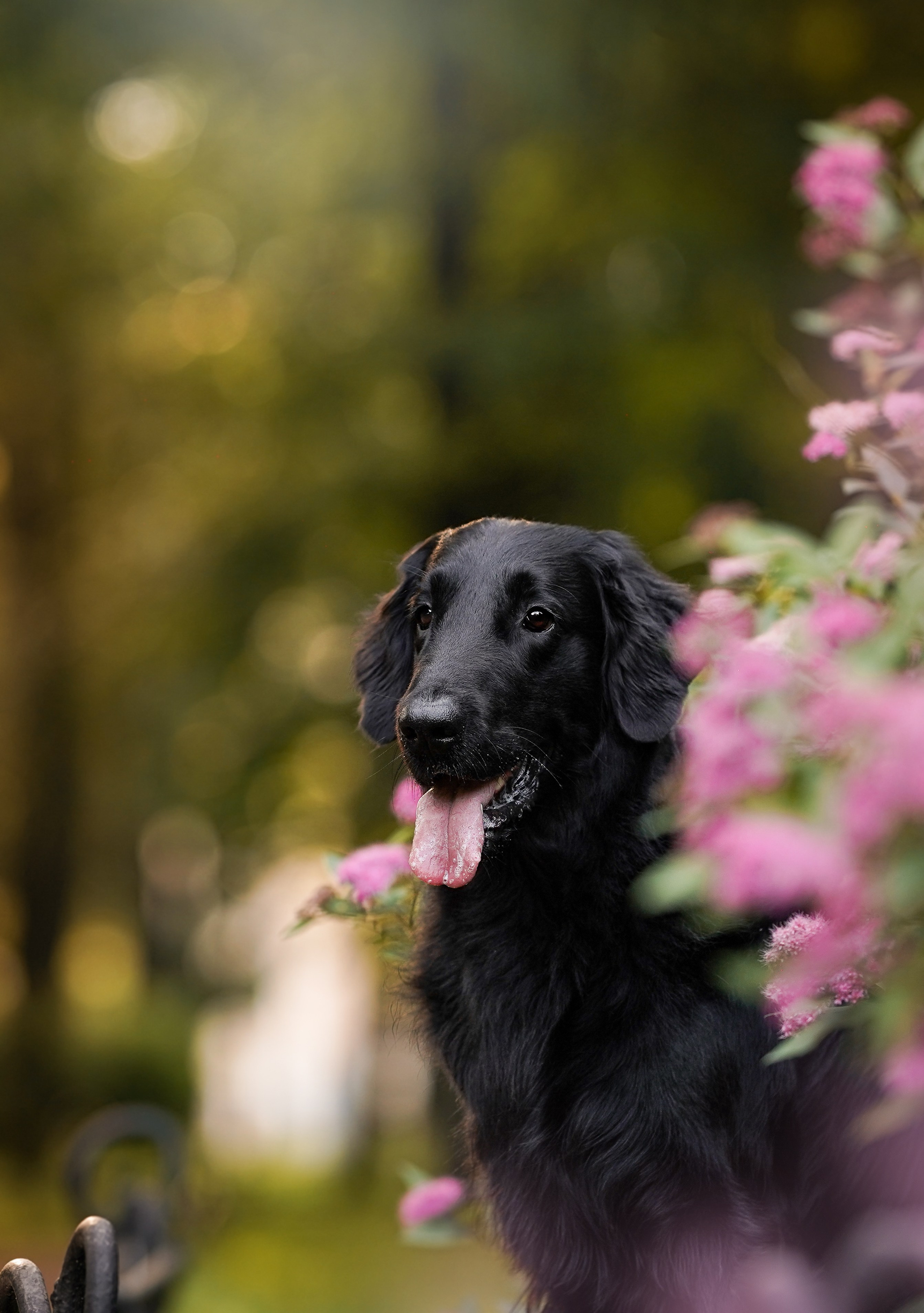 Анна и Мустик. Фотограф-анималист в Санкт-Петербурге Яна Мартынова