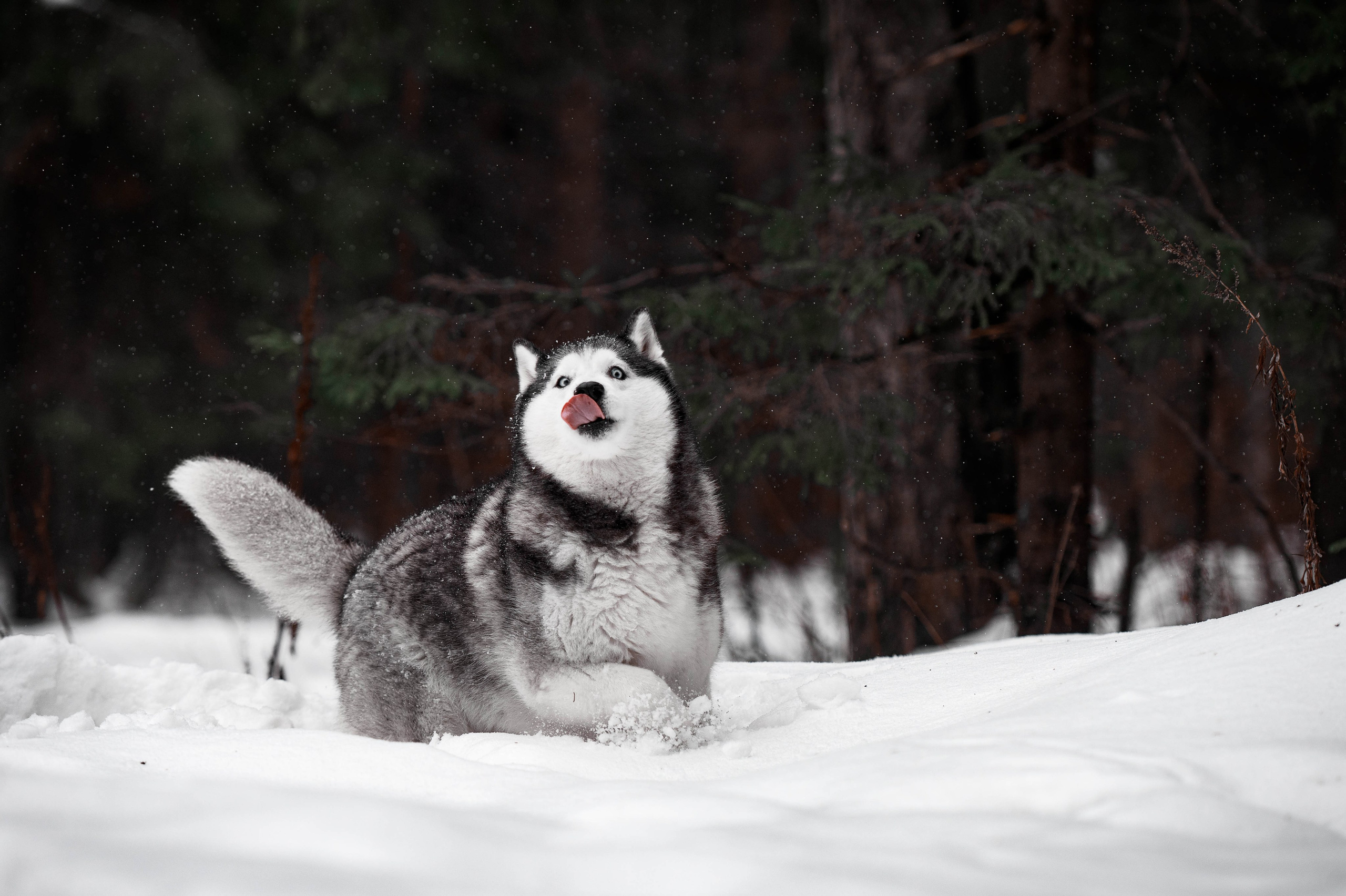 Шанель. Фотограф-анималист