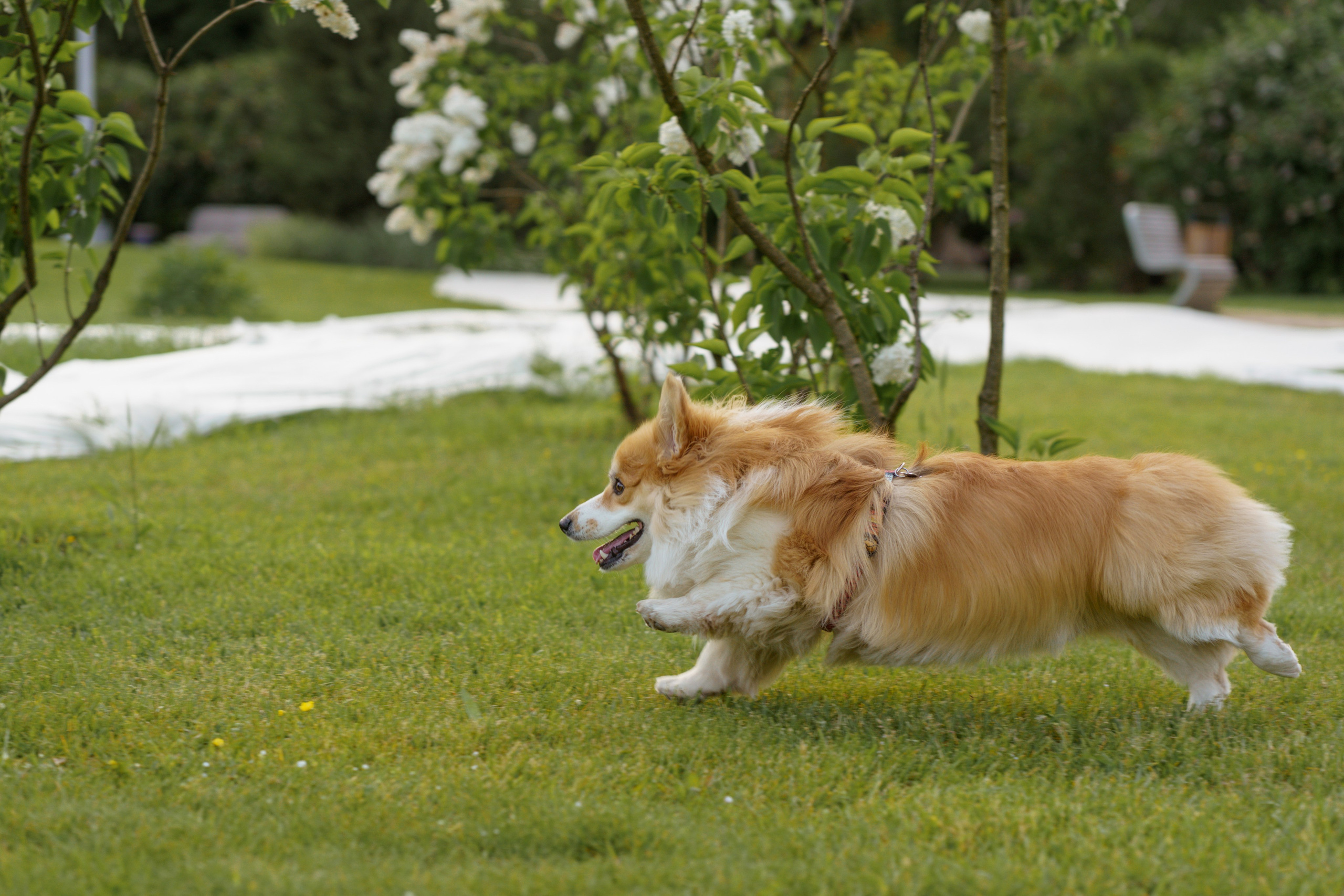 Катя, Арсений и Пух. Свадебный фотограф в Москве Анна Полушина