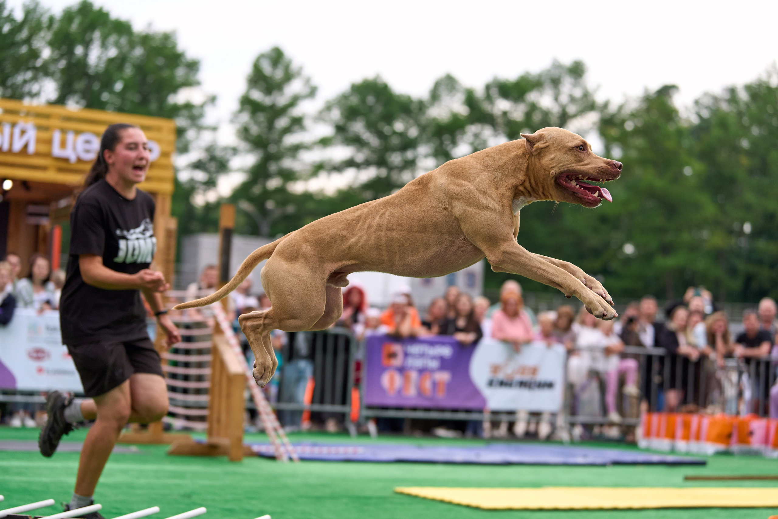 4 лапы Фест. Многоборье. Фотограф-анималист Михаил Манухин