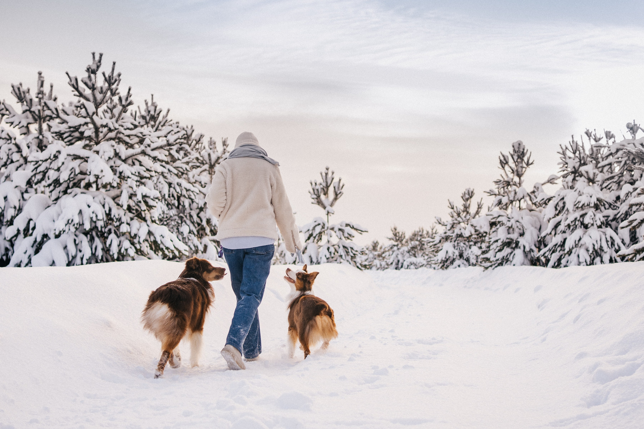 Айла и Харли. Фотограф-анималист Анастасия Большакова