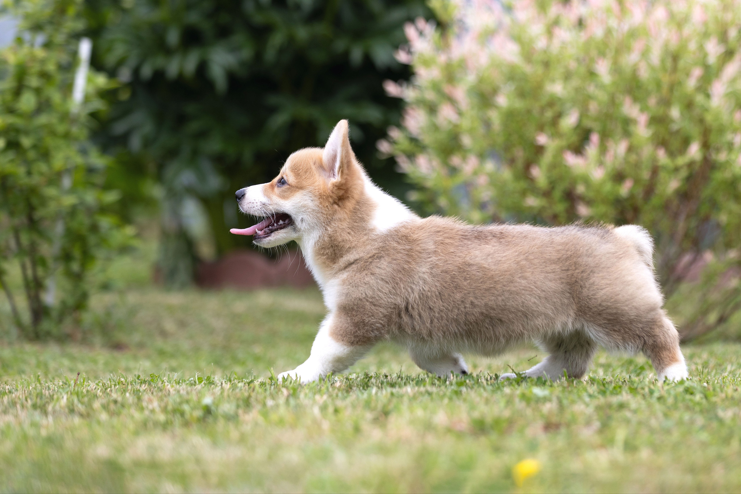Свободные щенки. Главная