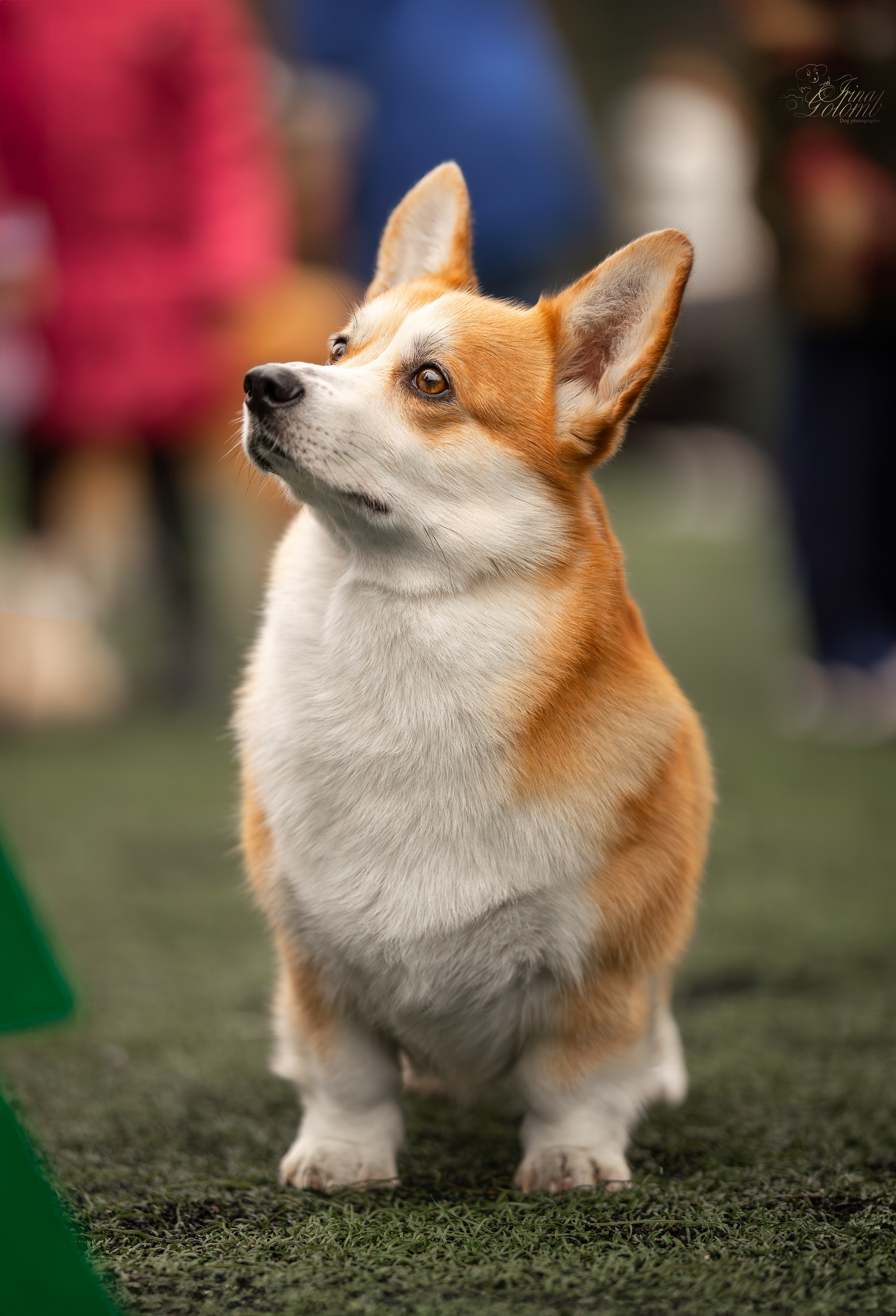 Выставка 17.12.23. Ирина Голомб|Фотограф-анималист в  Сочи и Калининграде