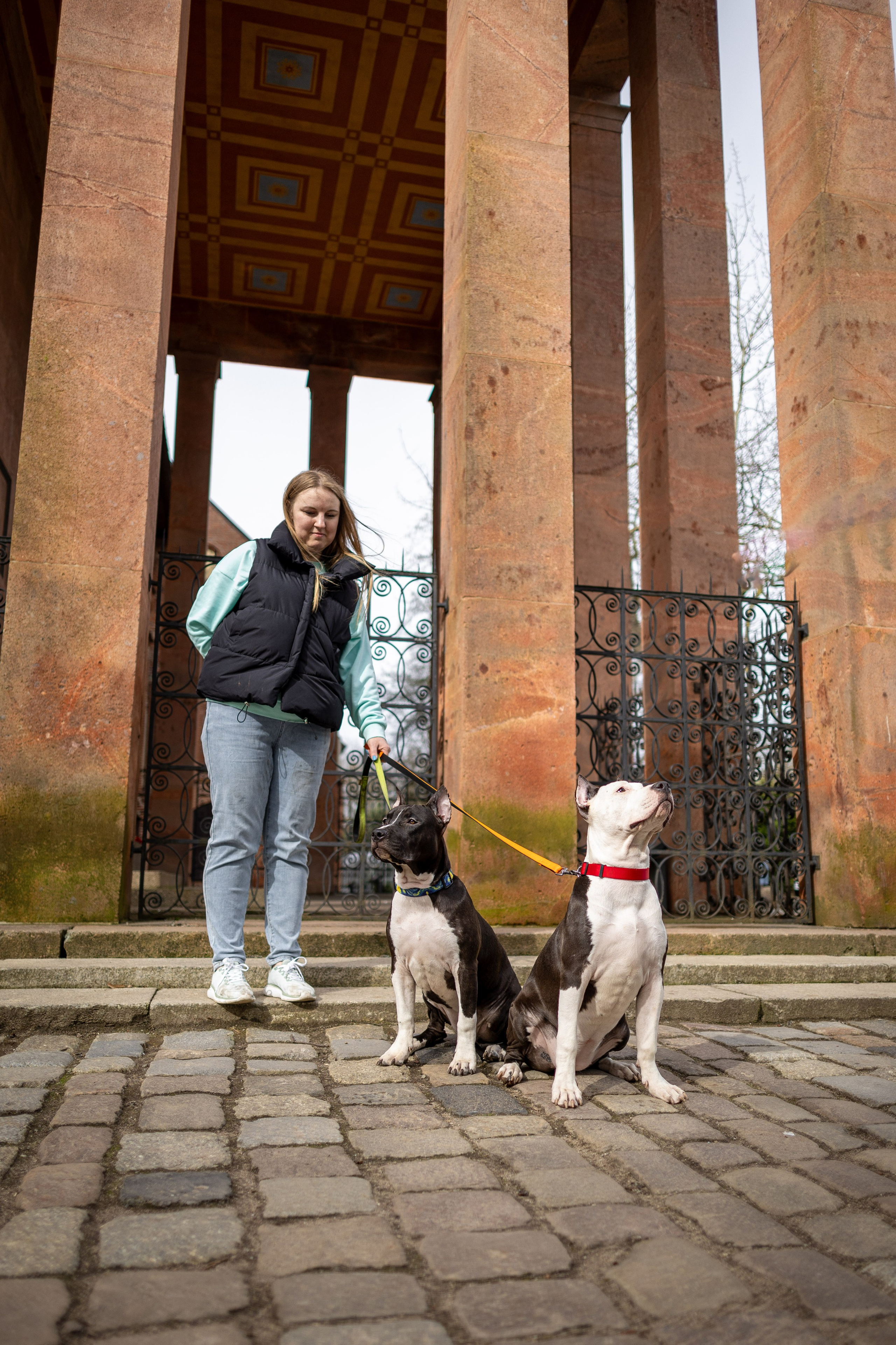 Афина и Мора, Стаффорды. Ирина Голомб|Фотограф-анималист в  Сочи и Калининграде