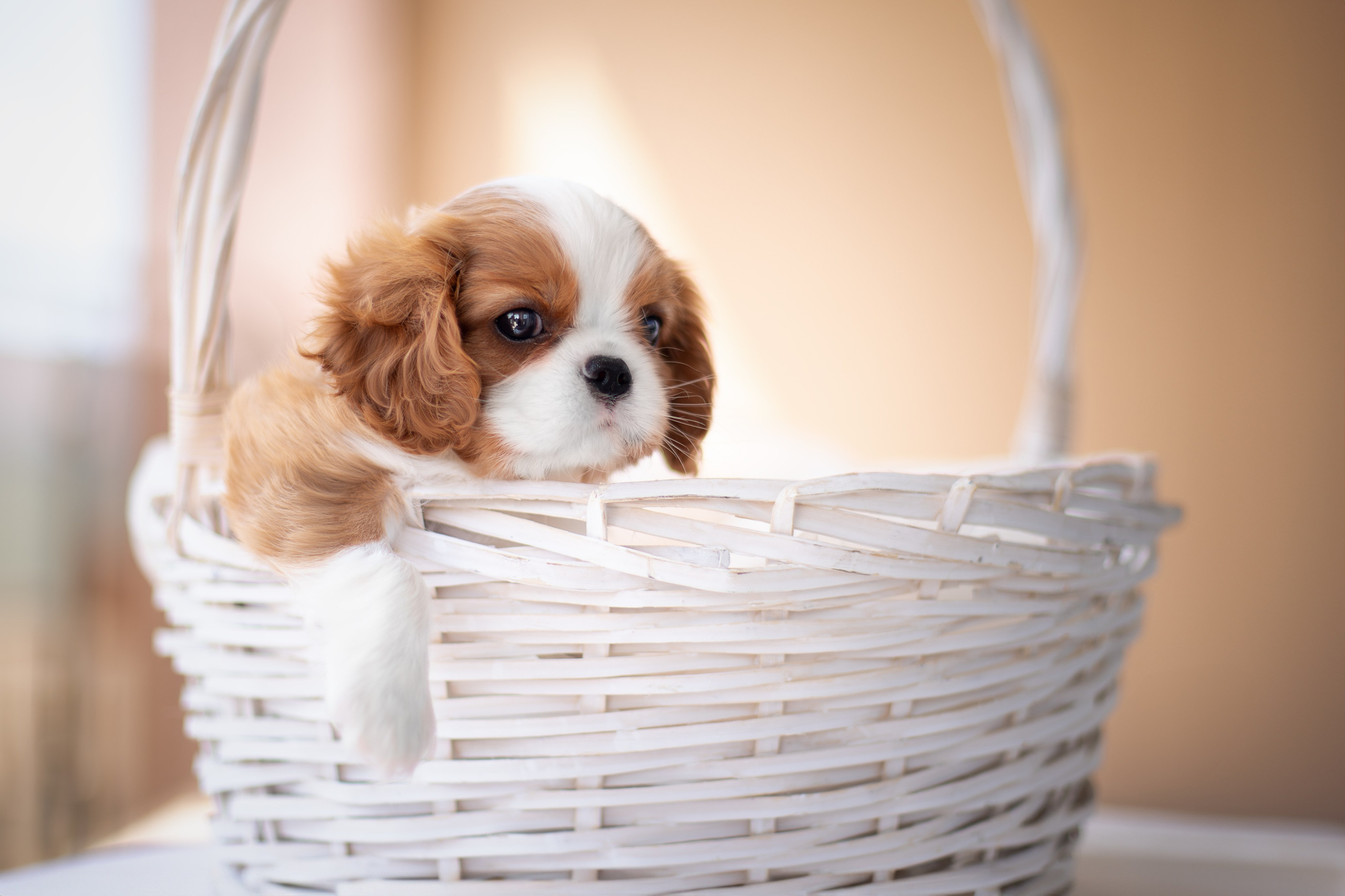 Малыши Кавалер Кинг Чарльз Спаниели. Ирина Голомб|Фотограф-анималист в  Сочи и Калининграде