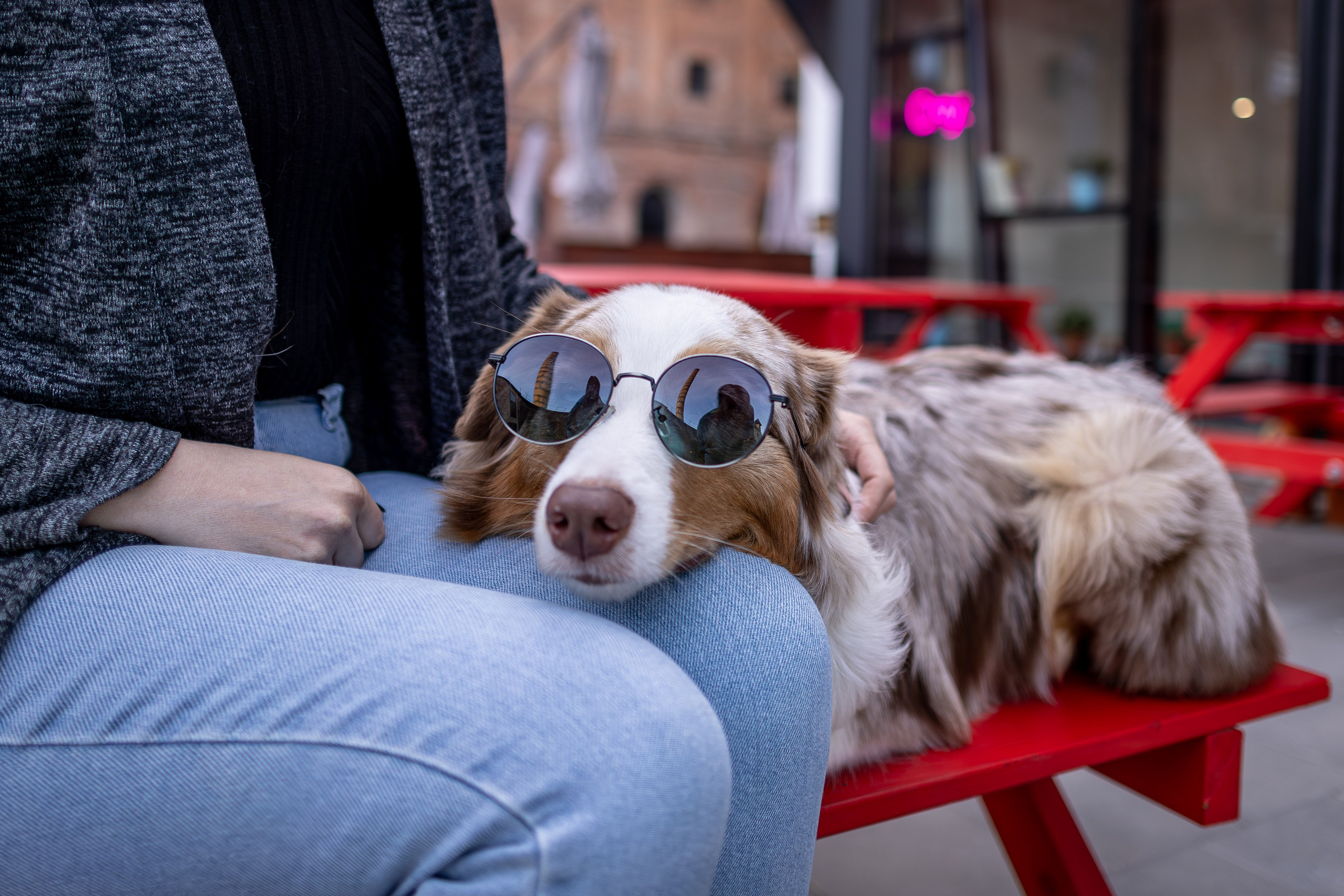 Полли, Австралийская Овчарка. Ирина Голомб|Фотограф-анималист в  Сочи и Калининграде