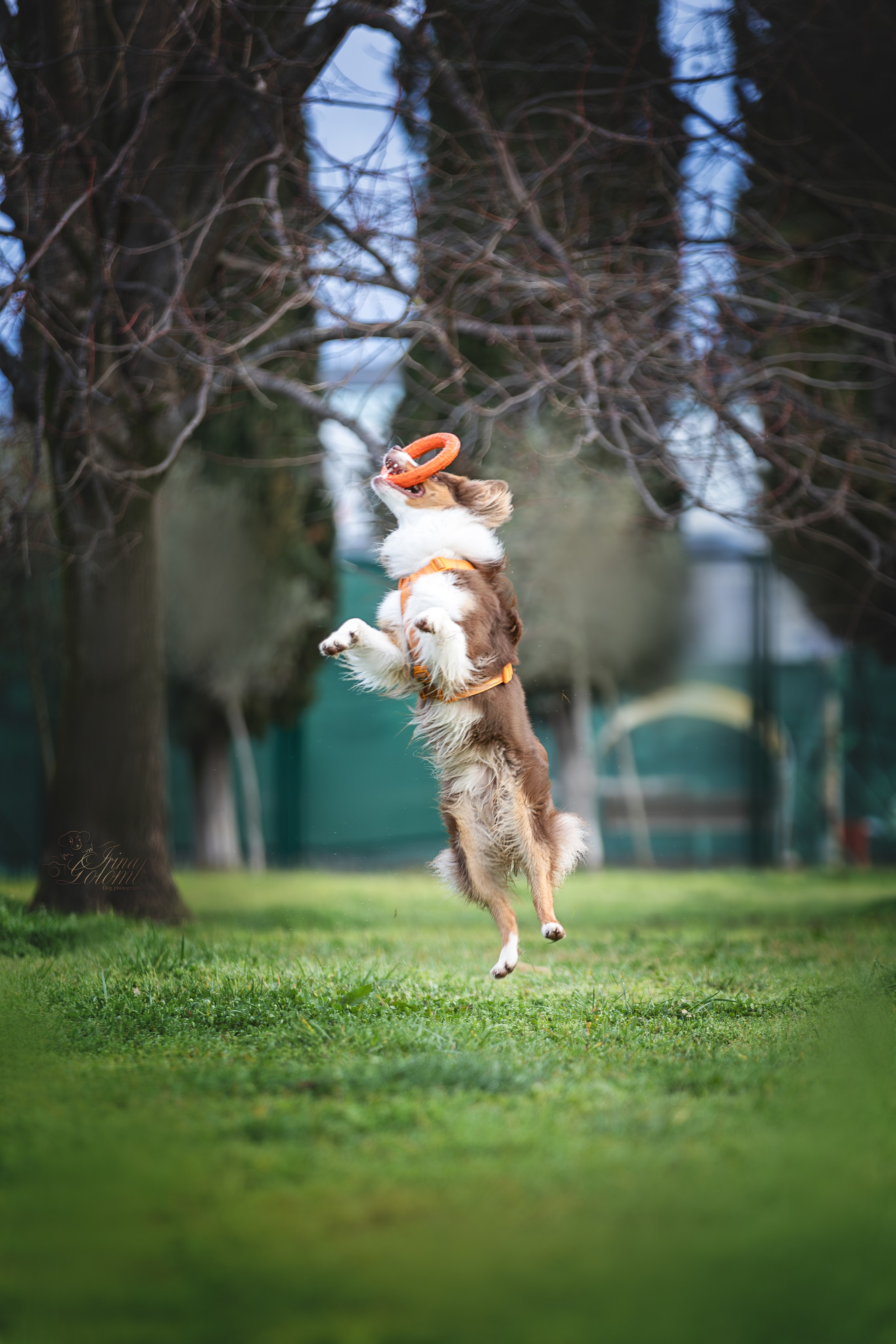 Бадди, Австралийская Овчарка. Ирина Голомб|Фотограф-анималист в  Сочи и Калининграде