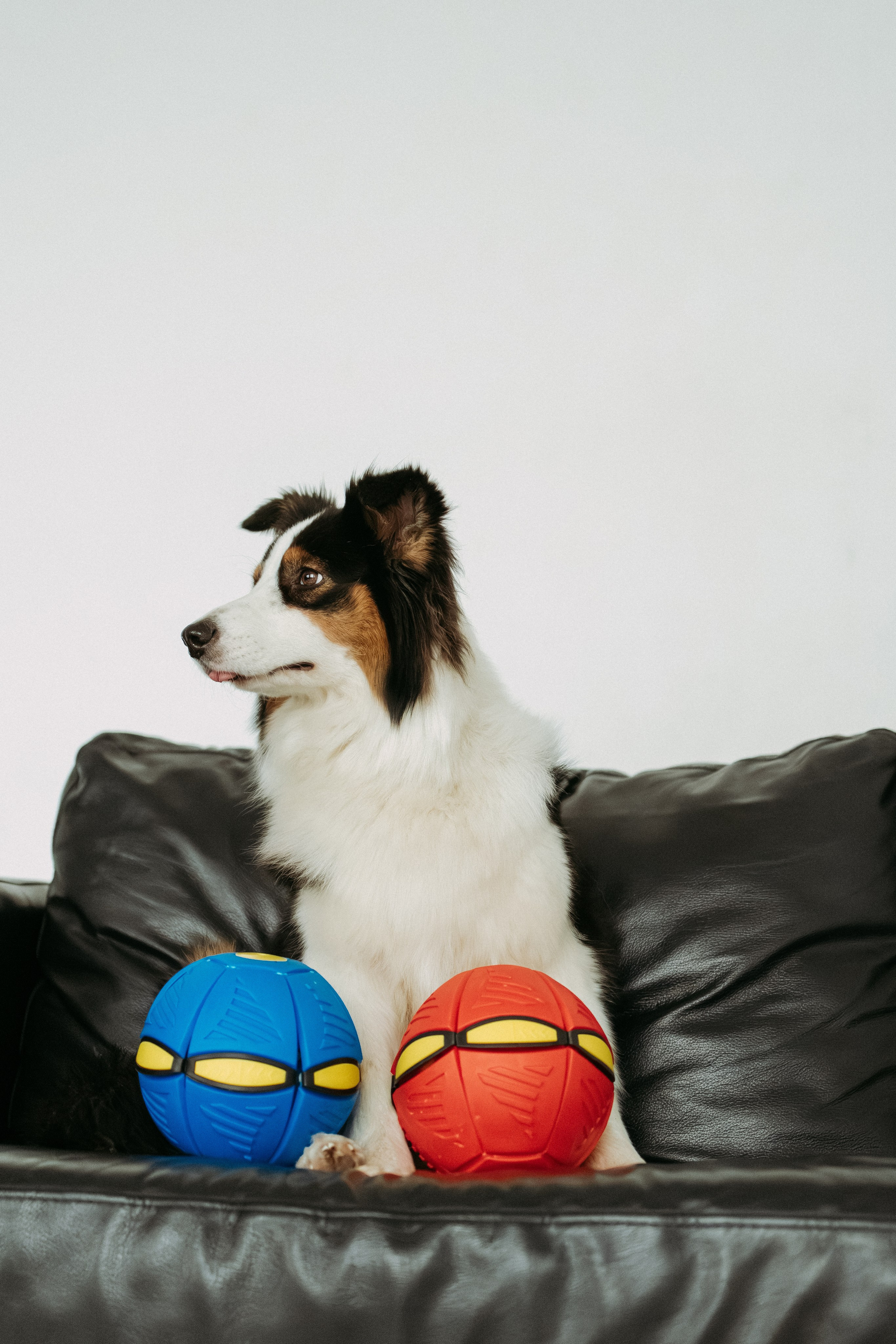 Мячи-попрыгуны. Фотораф — анималист Мария Шистка