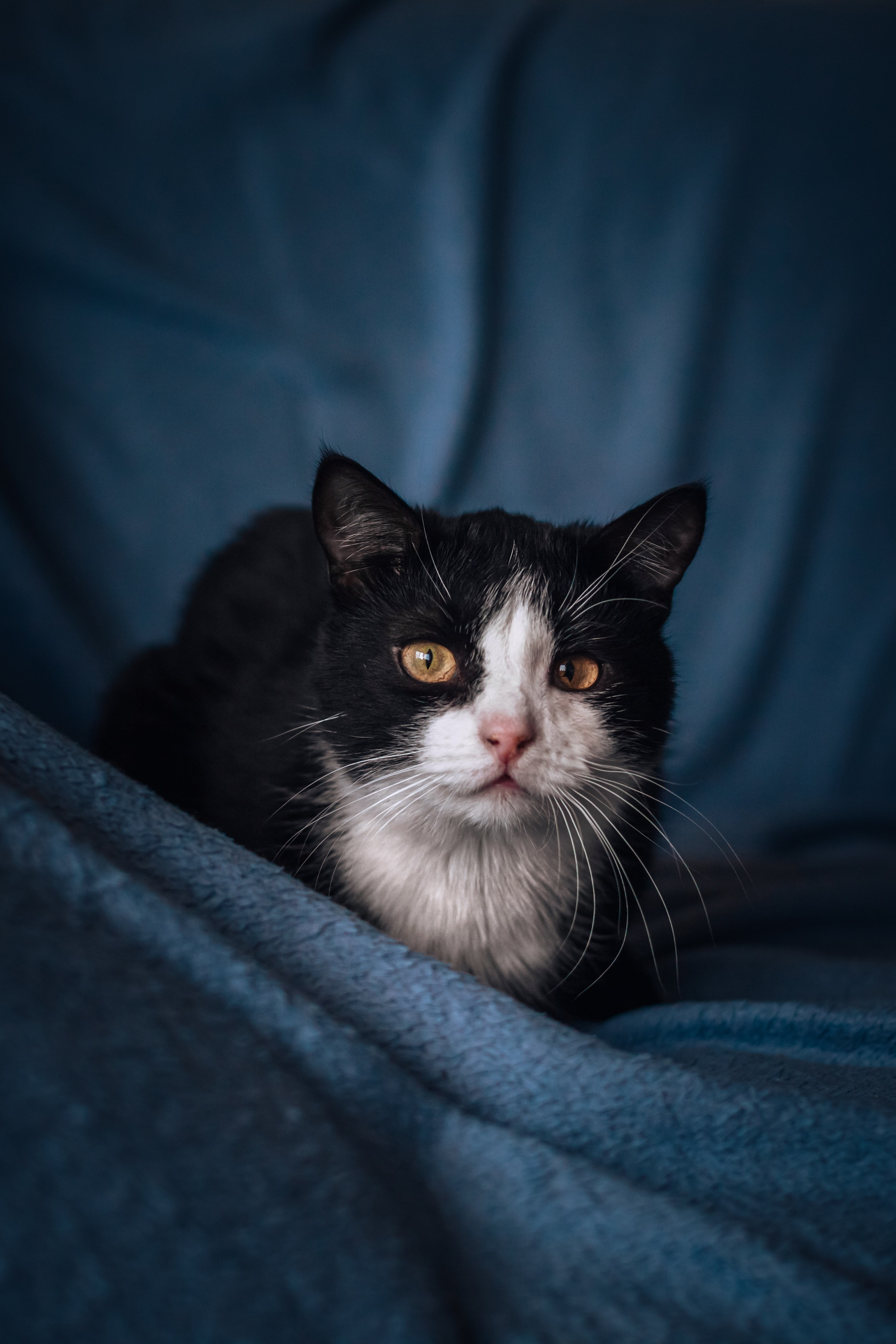 Домашняя фотосессия кота. Фотограф-анималист Татьяна Степанова