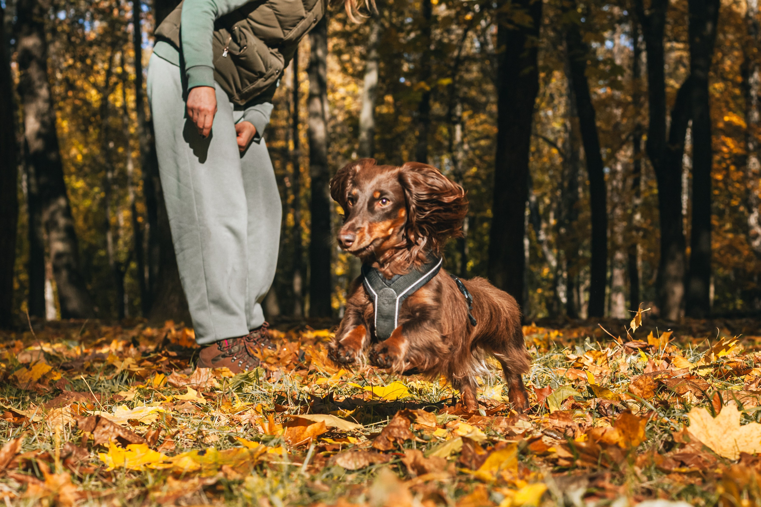 Света, Хайди, Богдана. Фотограф-анималист Татьяна Степанова