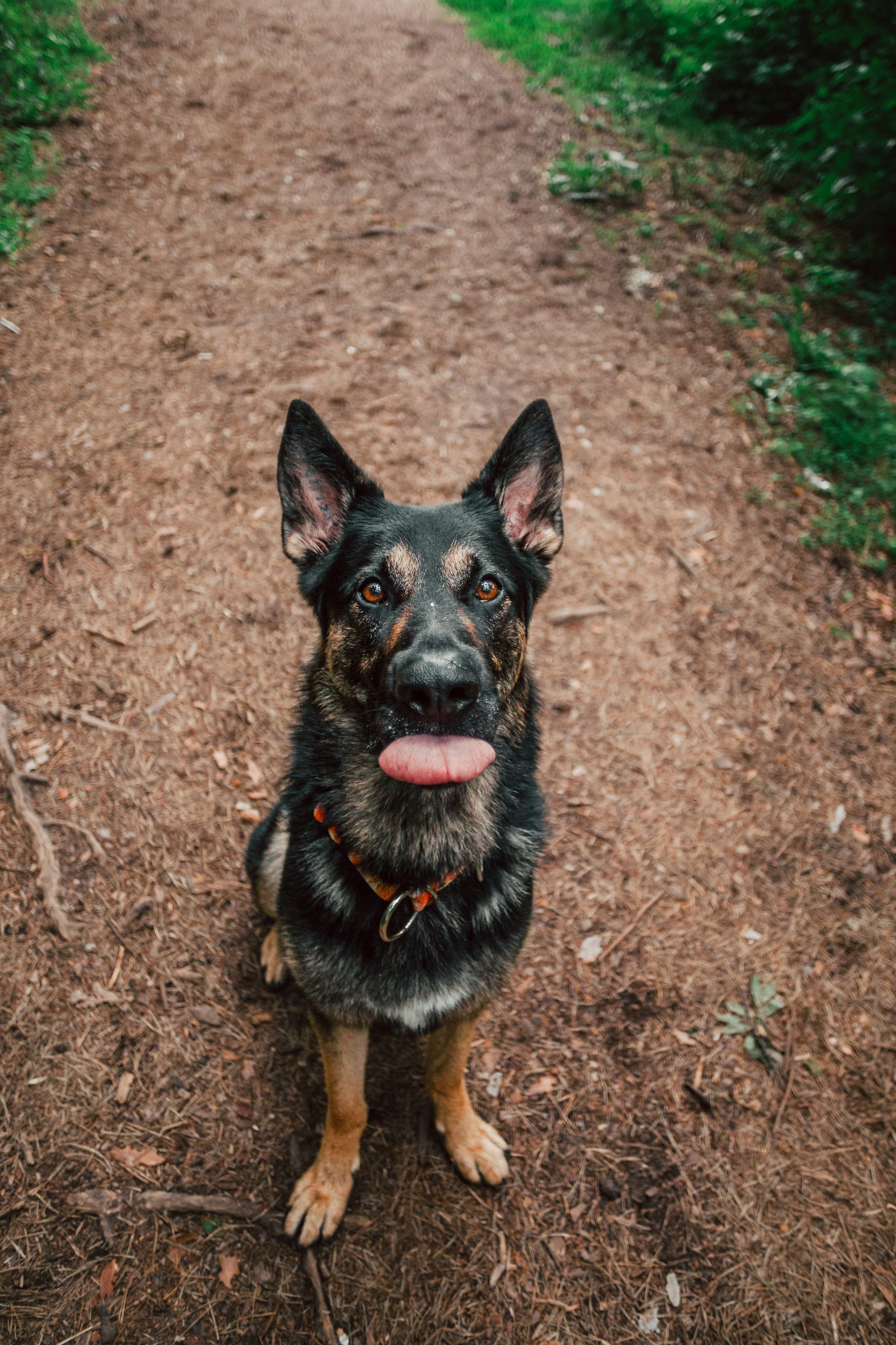Лесная летняя фотопрогулка. Фотограф-анималист Татьяна Степанова