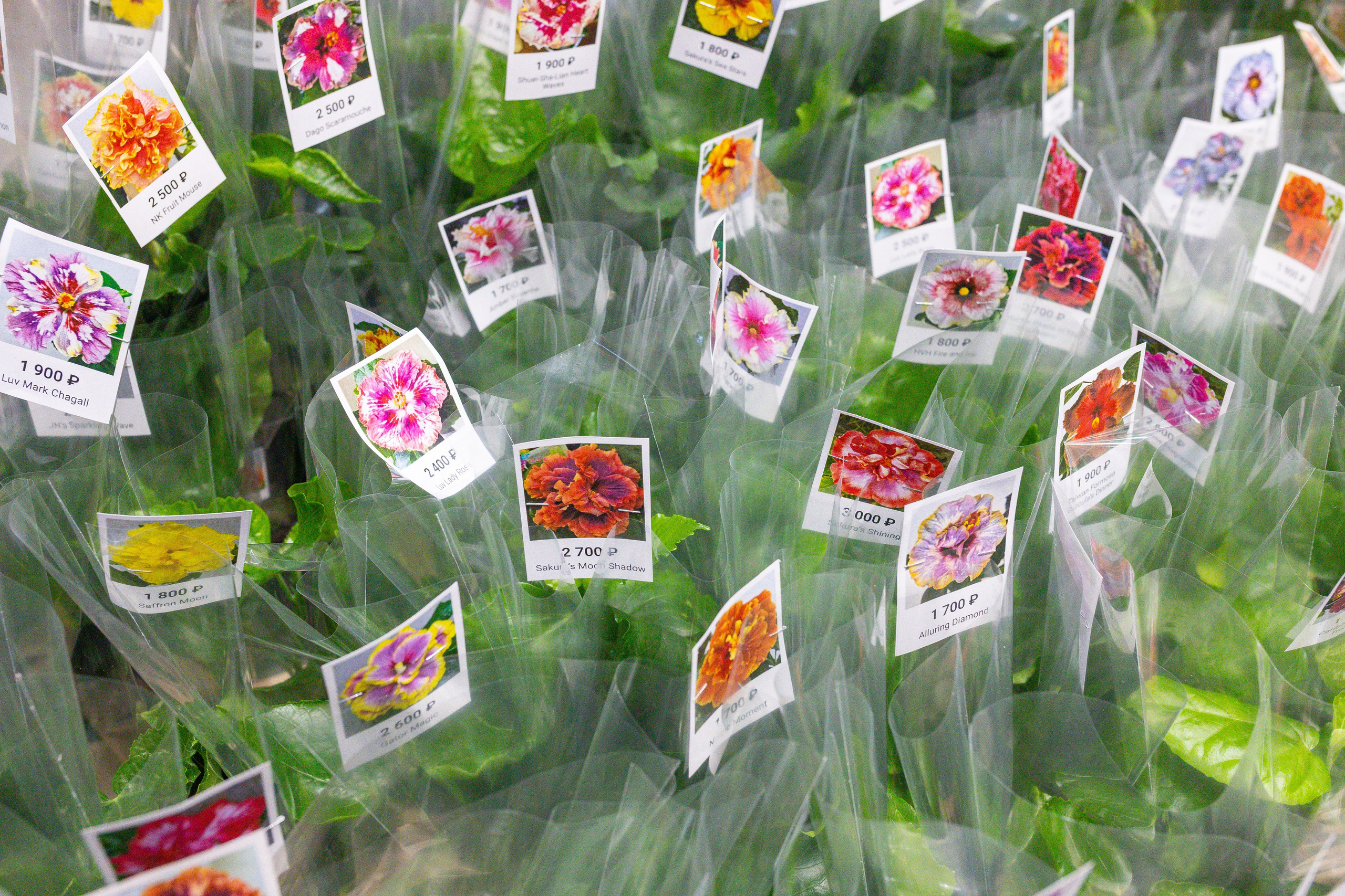 Монстериум 11–12 октября. Александра Куликова фотограф, Москва