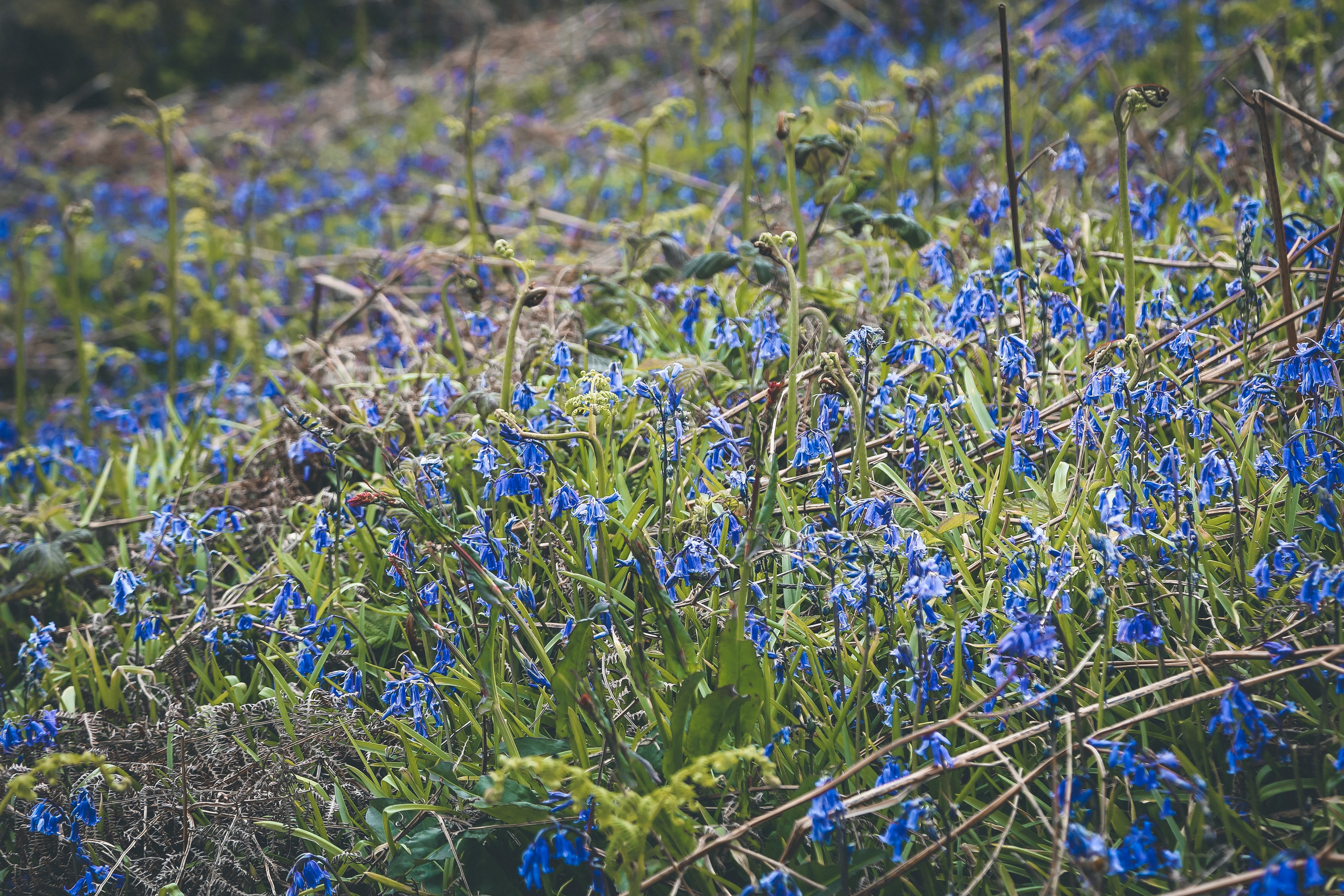 Ирландия: Хоут — тропинка на одного. Дарья Письменюк / Darya Leitstern — фотограф, музыкант, журналист, путешественник