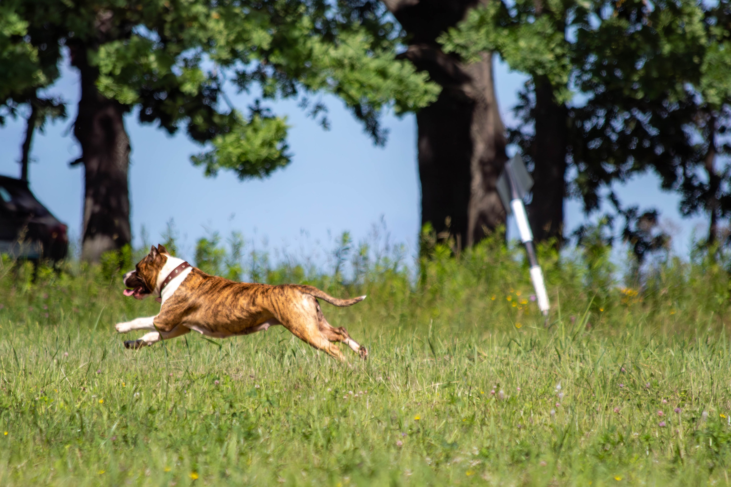 Курсинг. Фотограф анималист — Тула, Москва