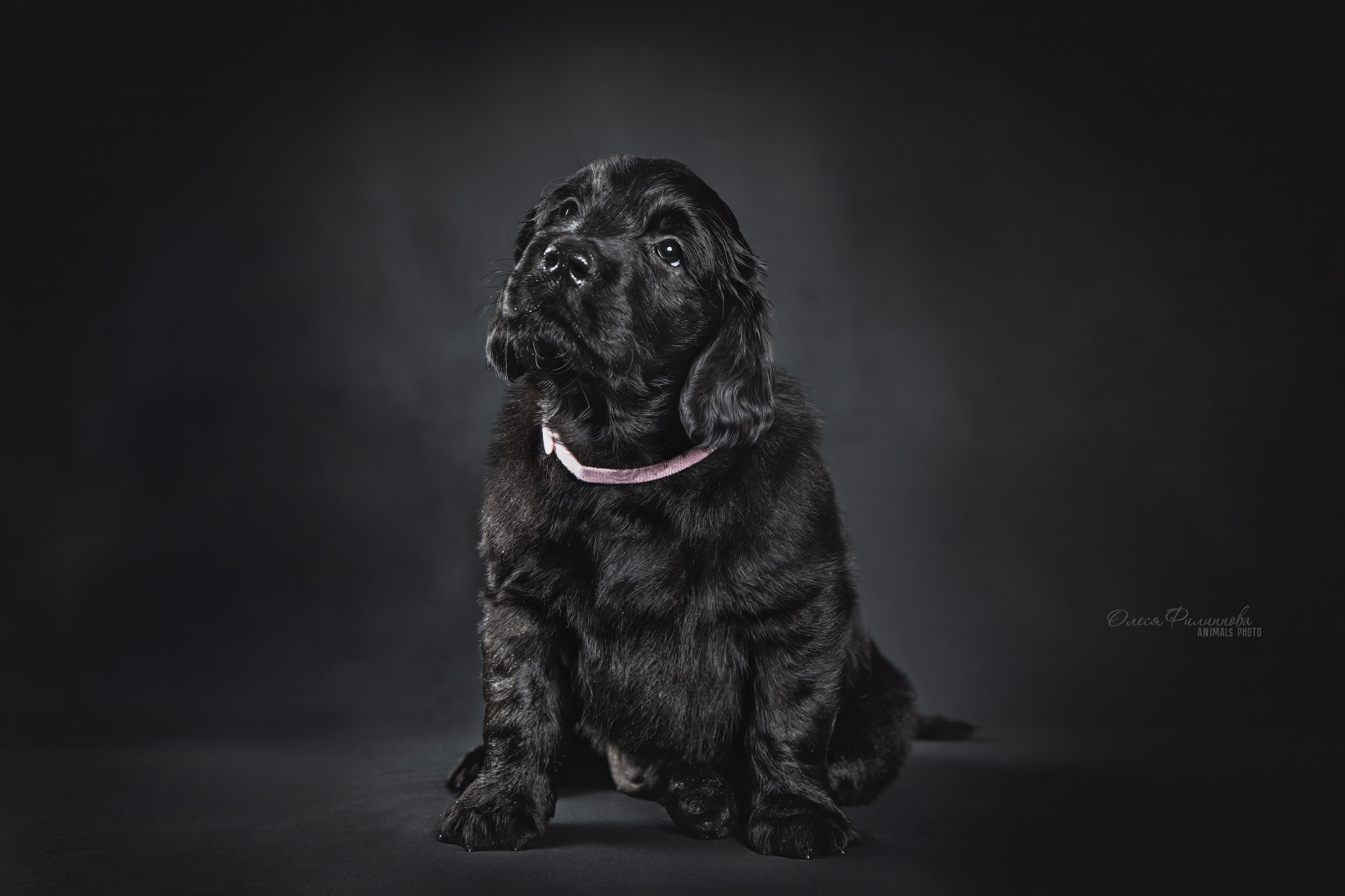 щенок прямошерстного ретривера на черном фоне