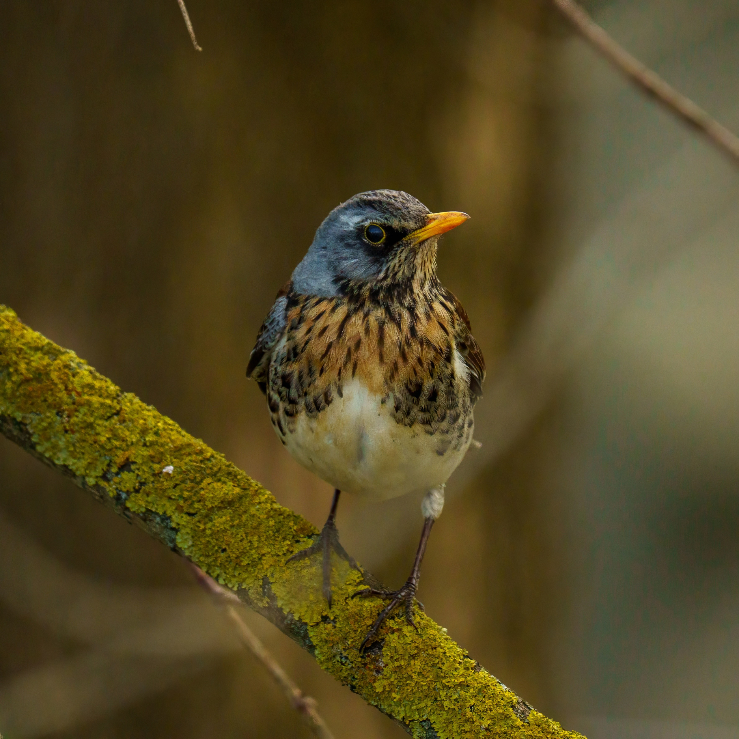 Animals — Животные