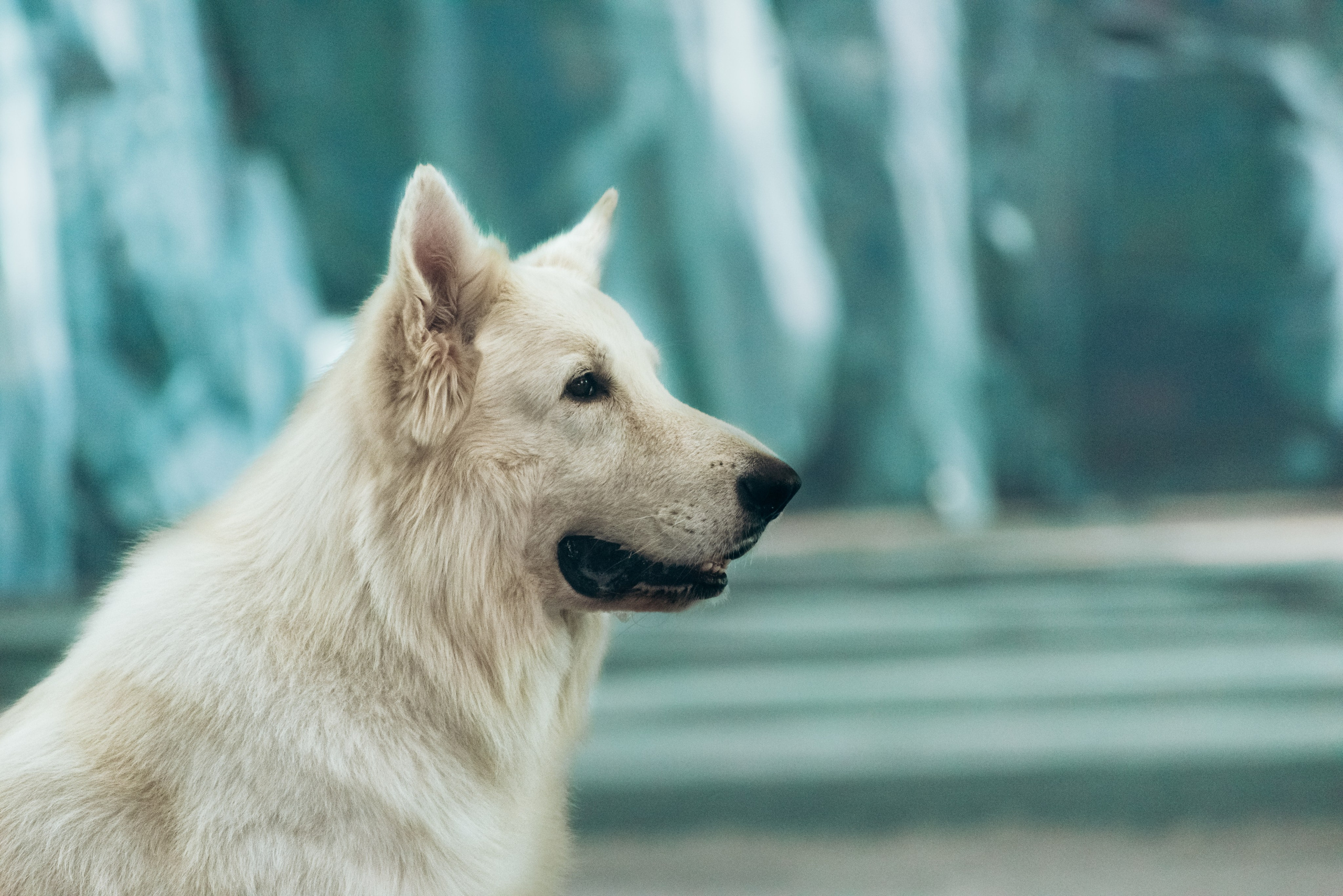 К/ф Баба Яга спасает Новый год. Фотограф Диана Вальтер