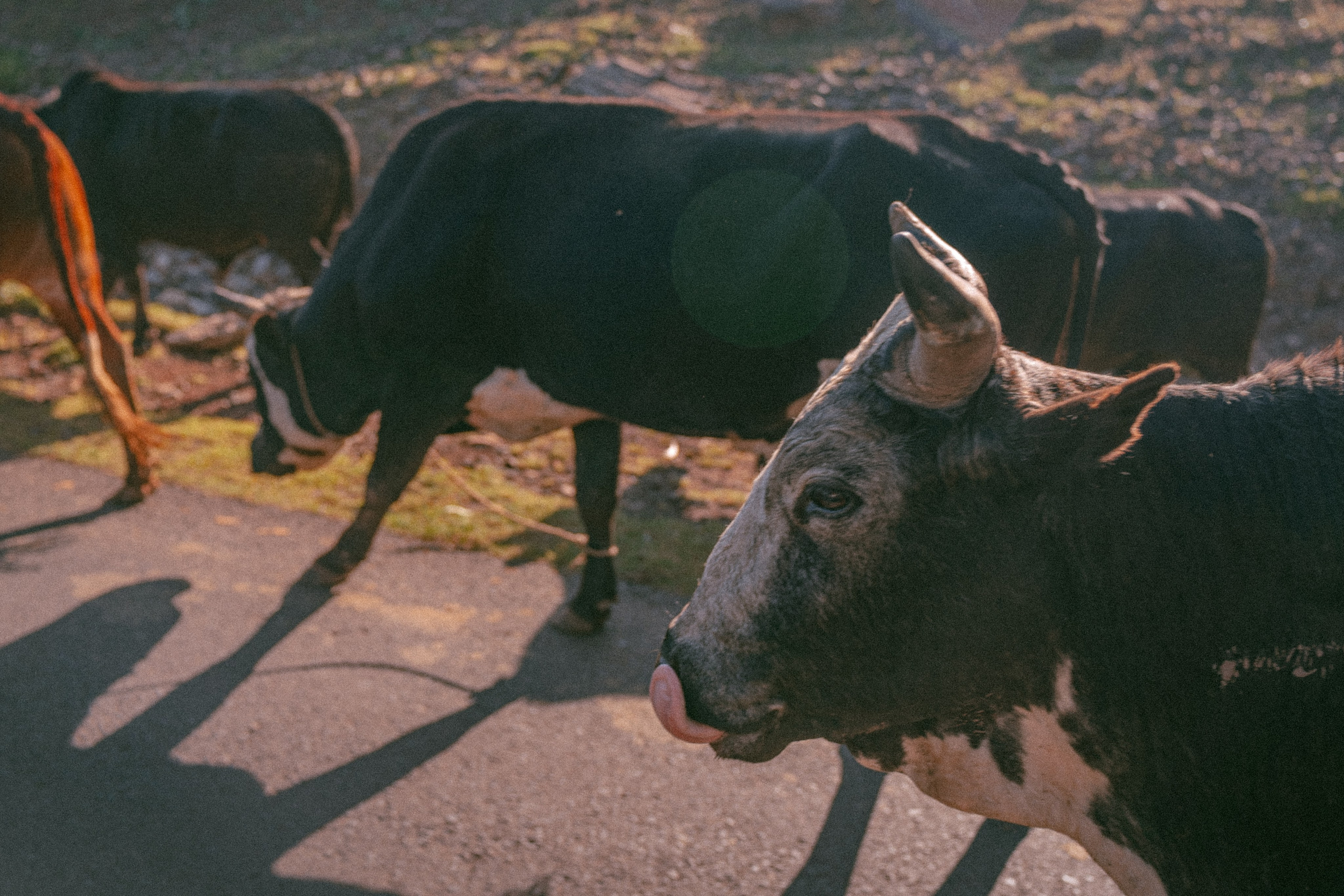 сельское хозяйство эфиопии