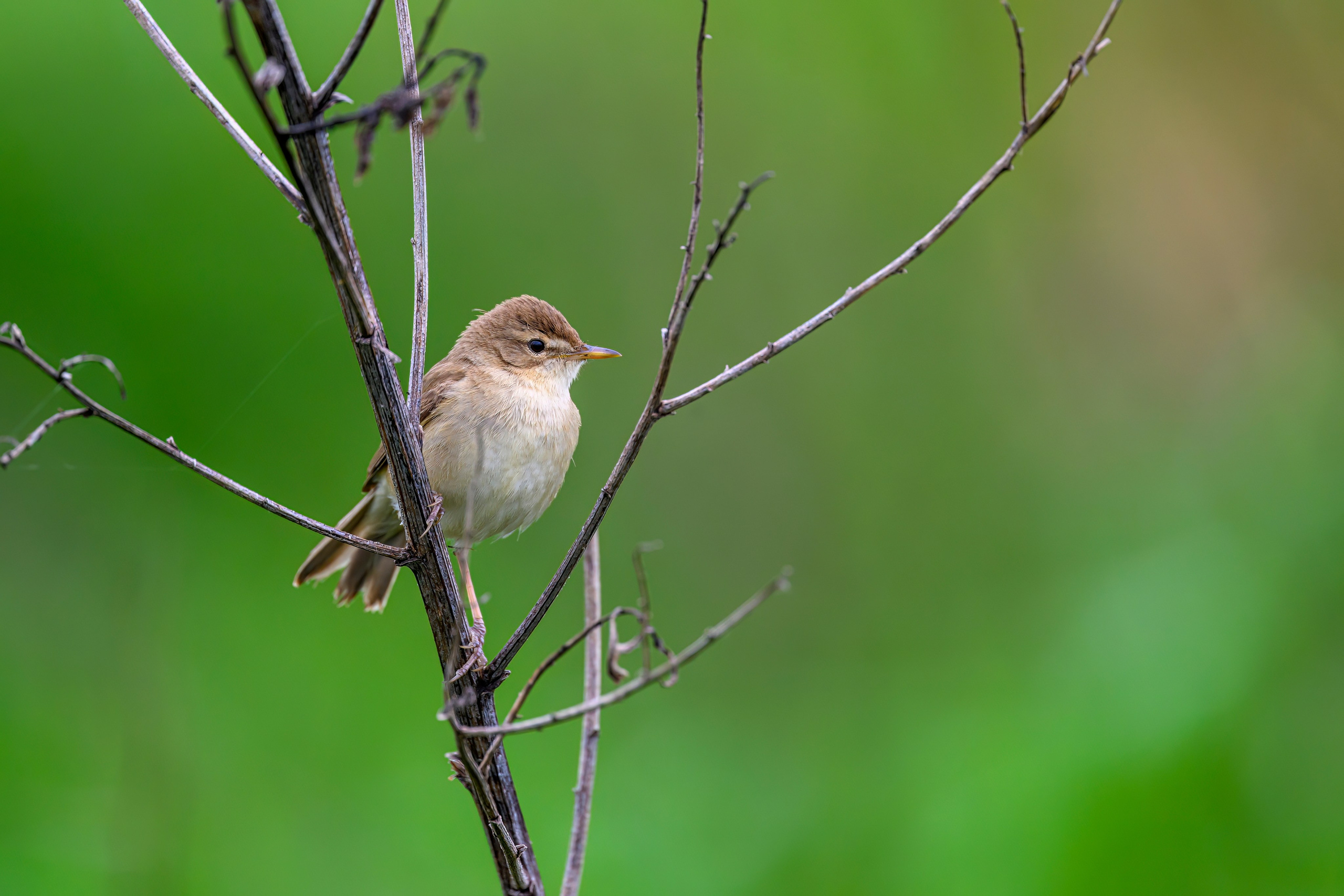 Веретенник. Фотограф Сергей Пупонин