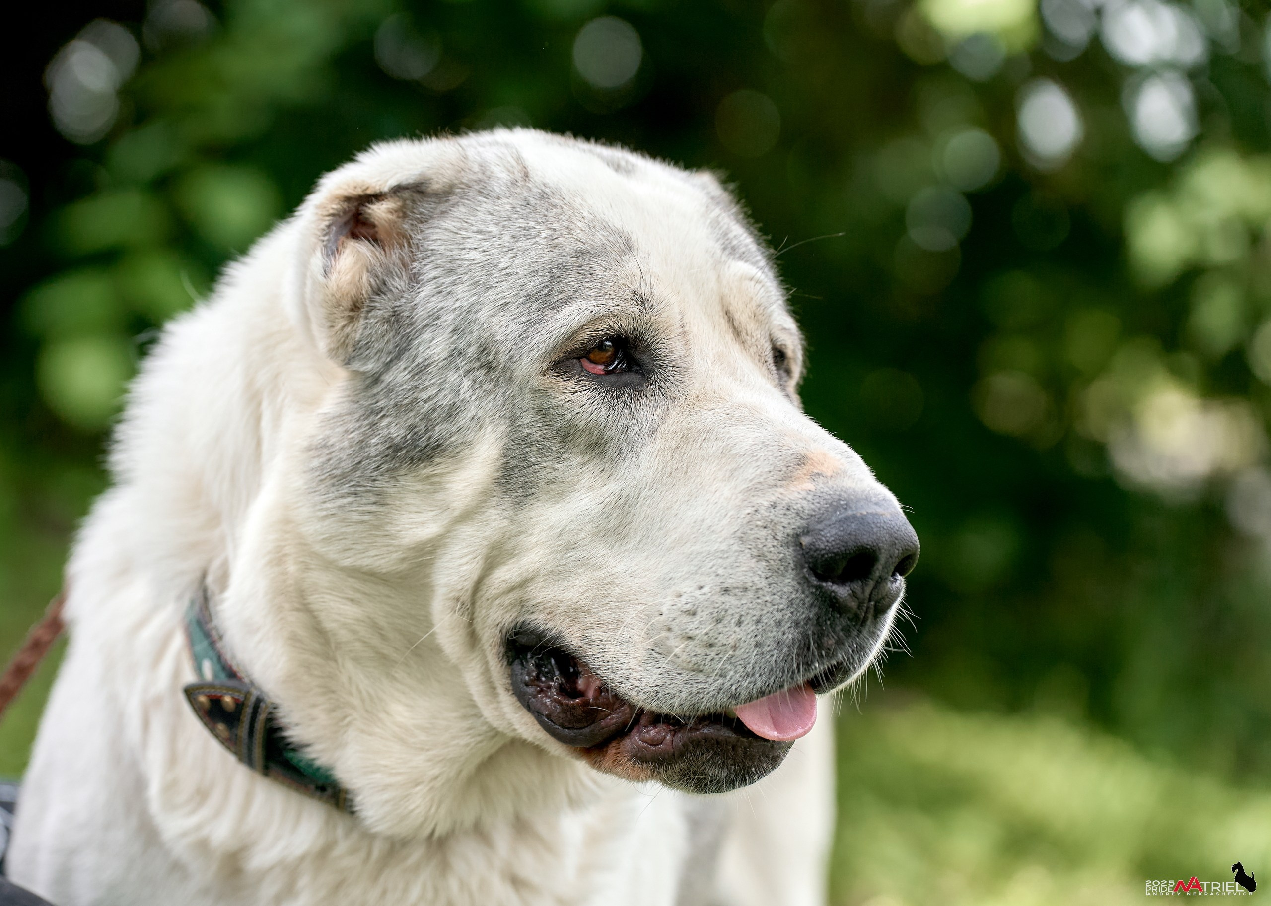 Алабаи и скотч-терьеры в питомнике у Ольги