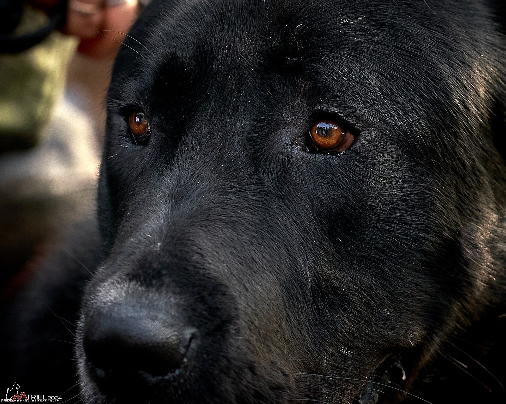 Съемка на выставке САО в Александров