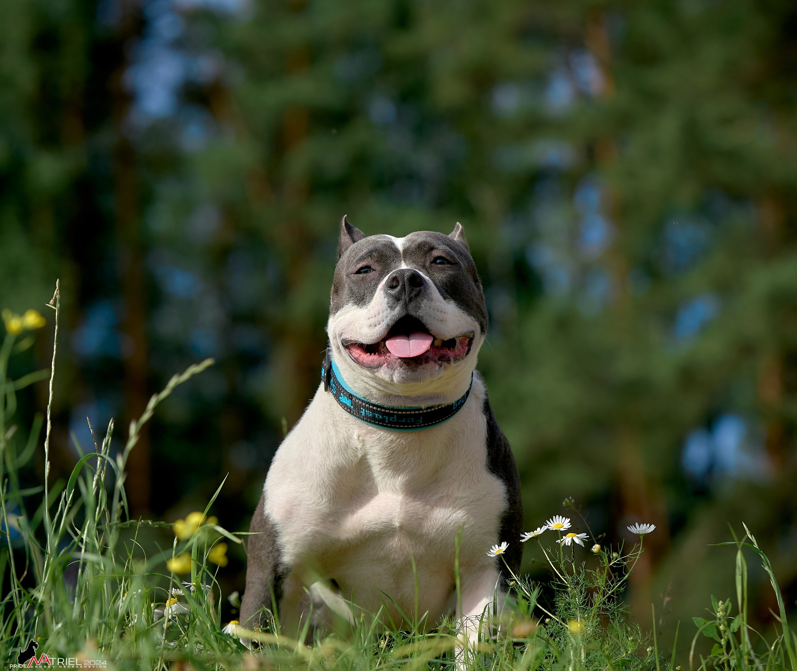 Фотопрогулка с булли