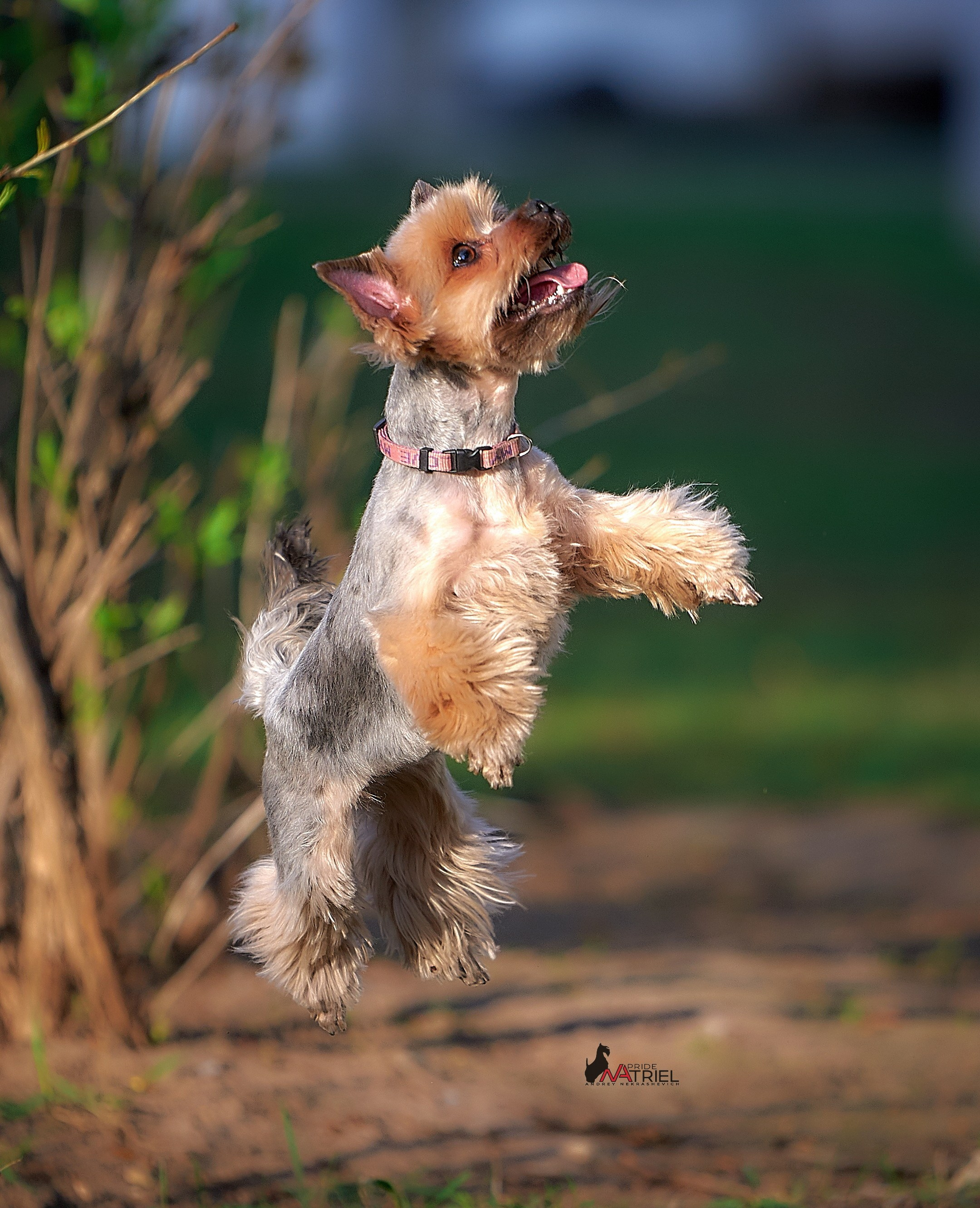 Йоркширский терьер Циля