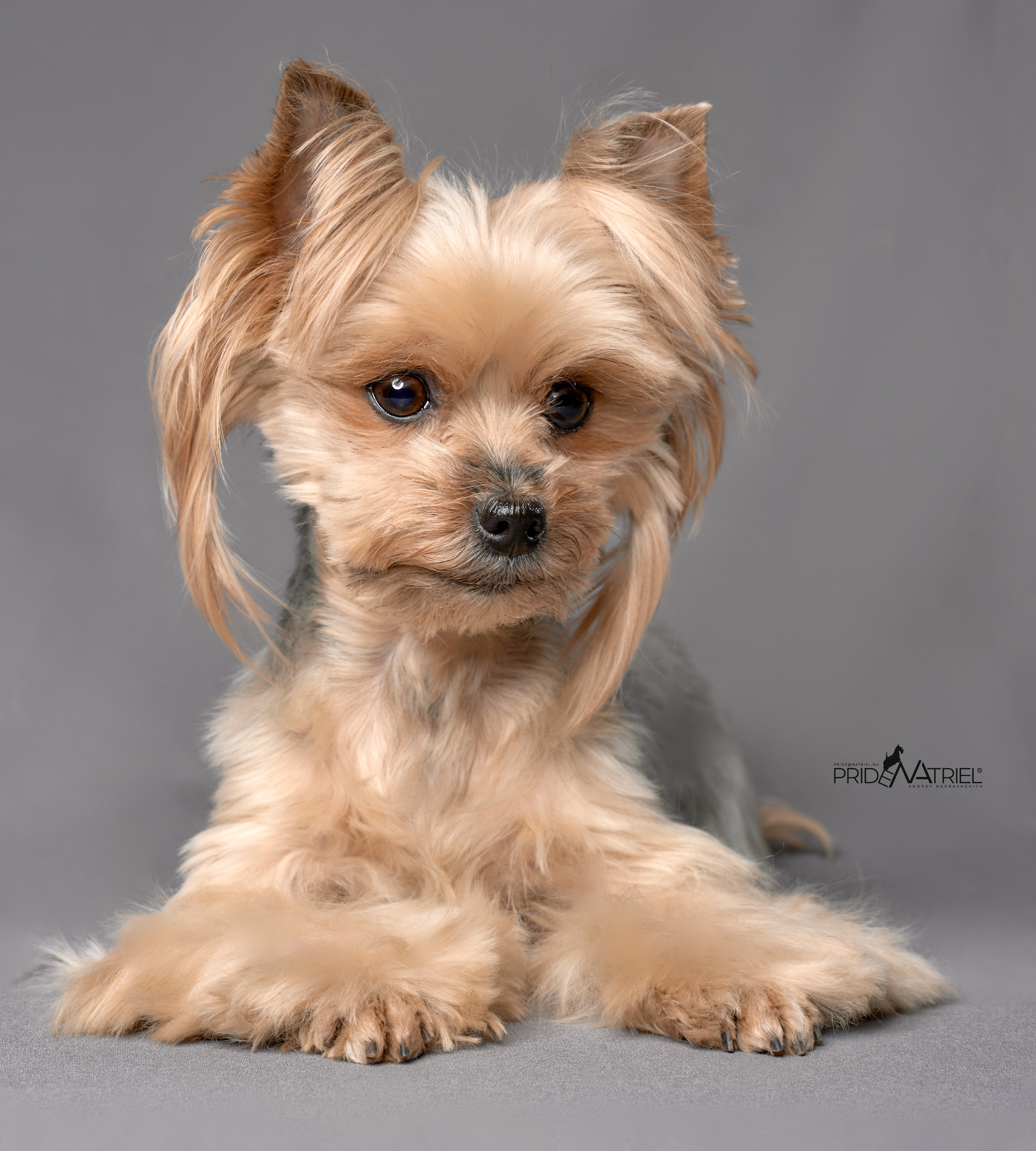 Йоркширский терьер Циля