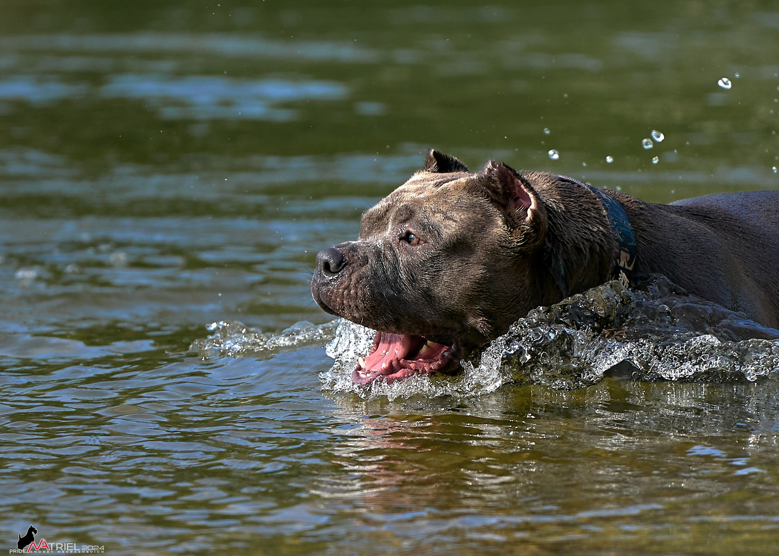 Фотопрогулка с булли