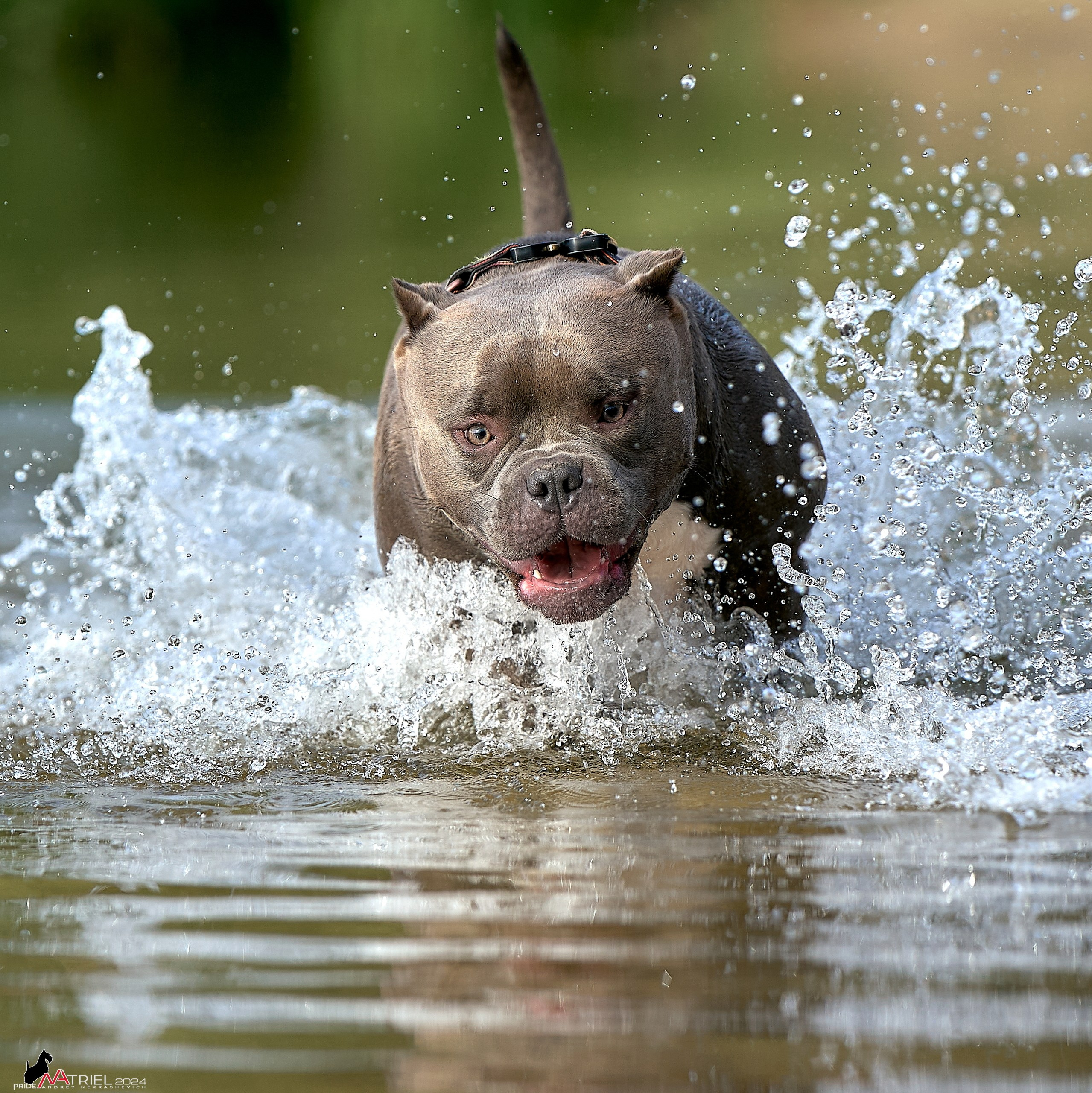 Фотопрогулка с булли